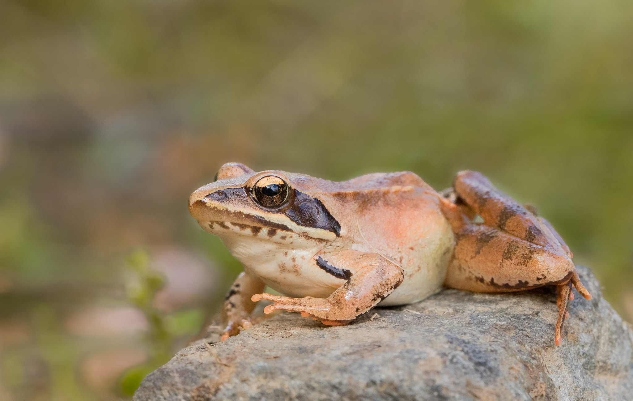 Canon EOS 80D + Canon EF 100mm F2.8L Macro IS USM sample photo. Frog on stone photography
