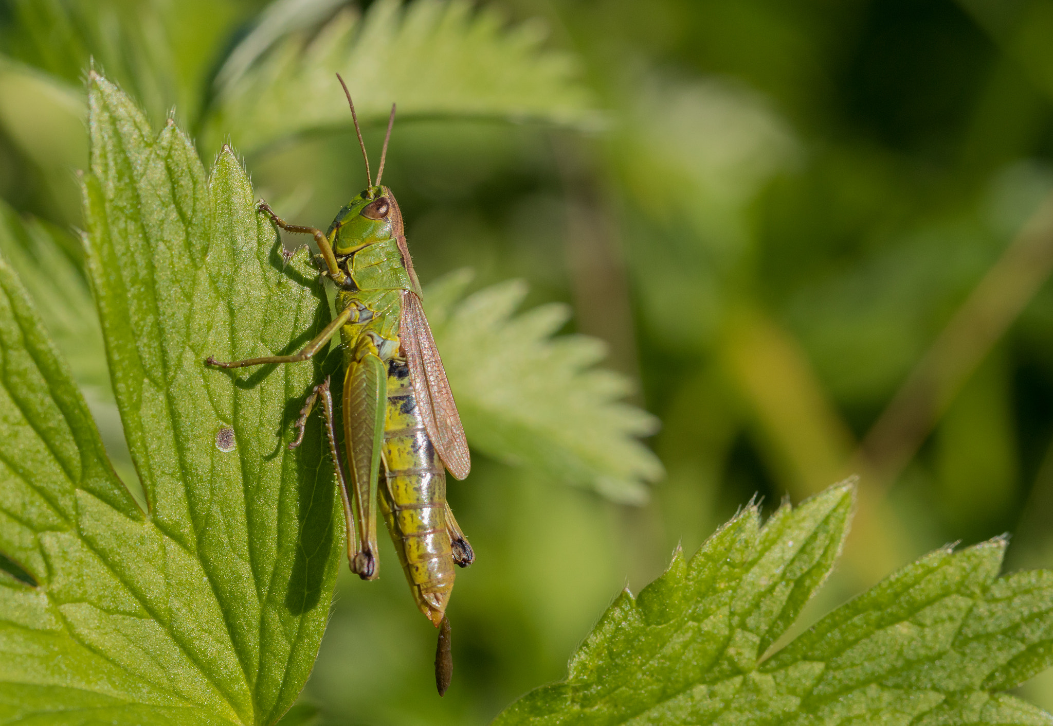 Canon EOS 80D + Canon EF 100mm F2.8L Macro IS USM sample photo. Green jumper photography