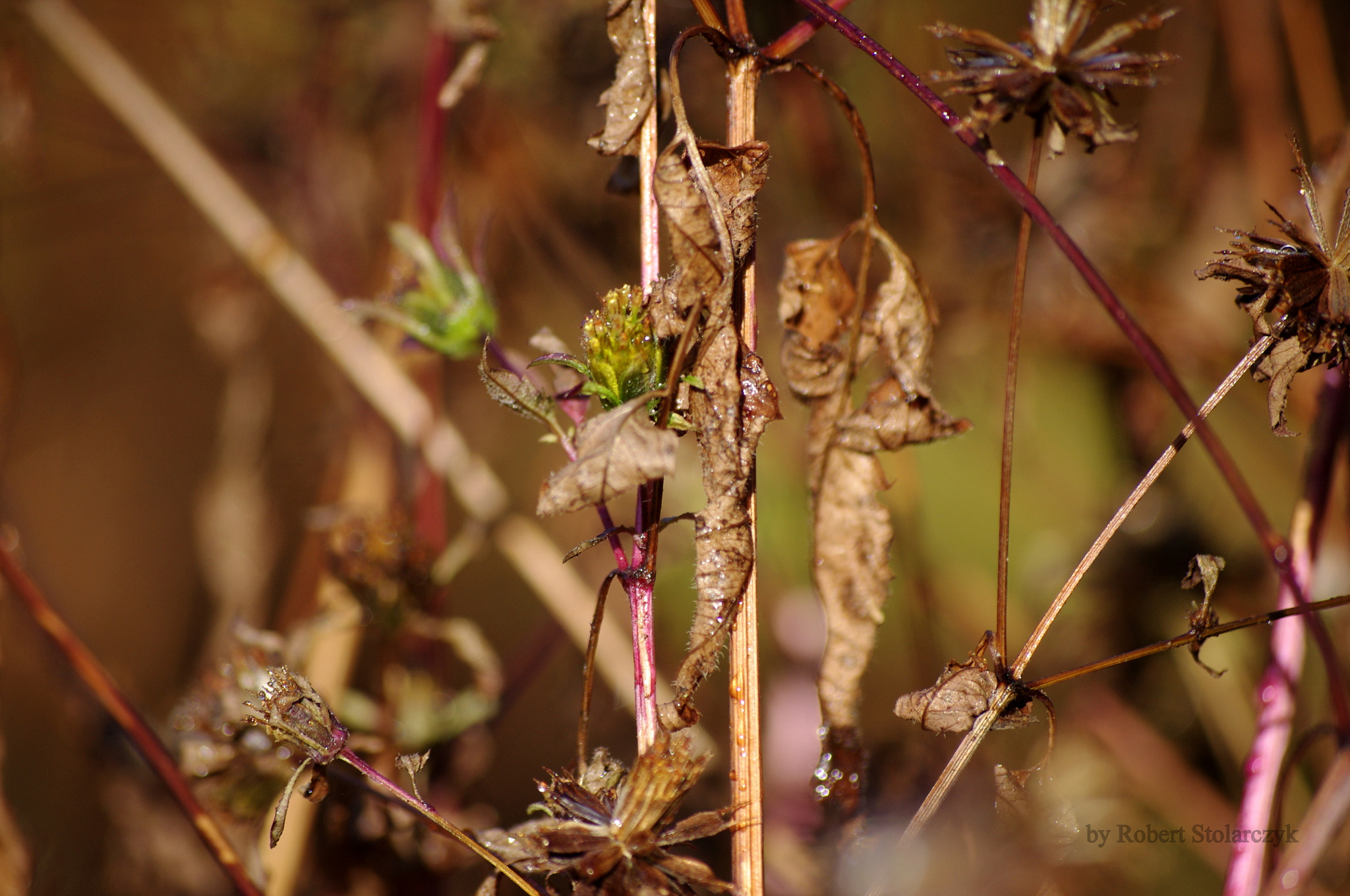 Pentax K-x sample photo. It's still alive photography