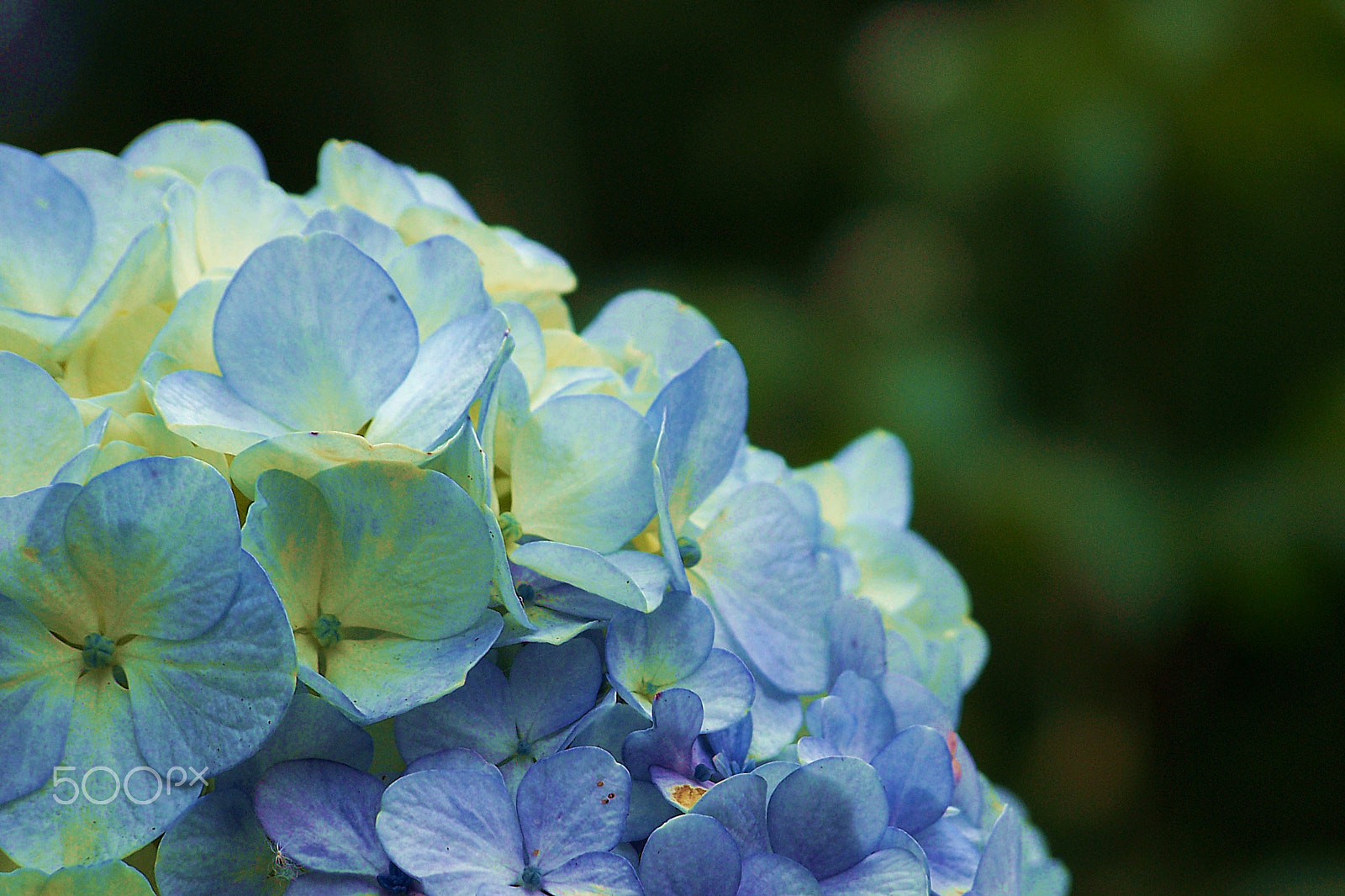 Kodak Z612 ZOOM DIGITAL CAMERA sample photo. Hydrangea photography