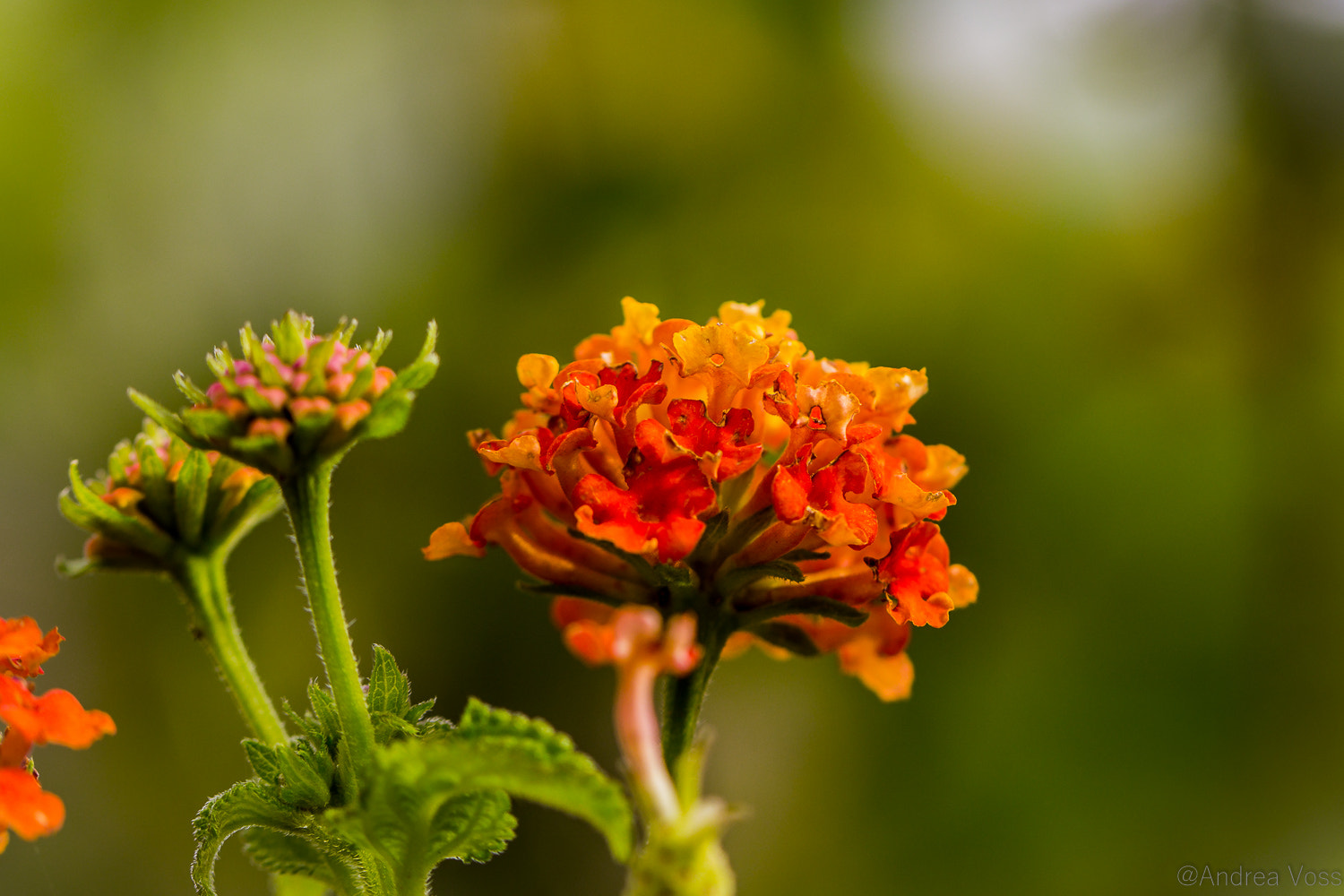 Canon EOS 60D + Canon EF 100mm F2.8L Macro IS USM sample photo. Flower photography