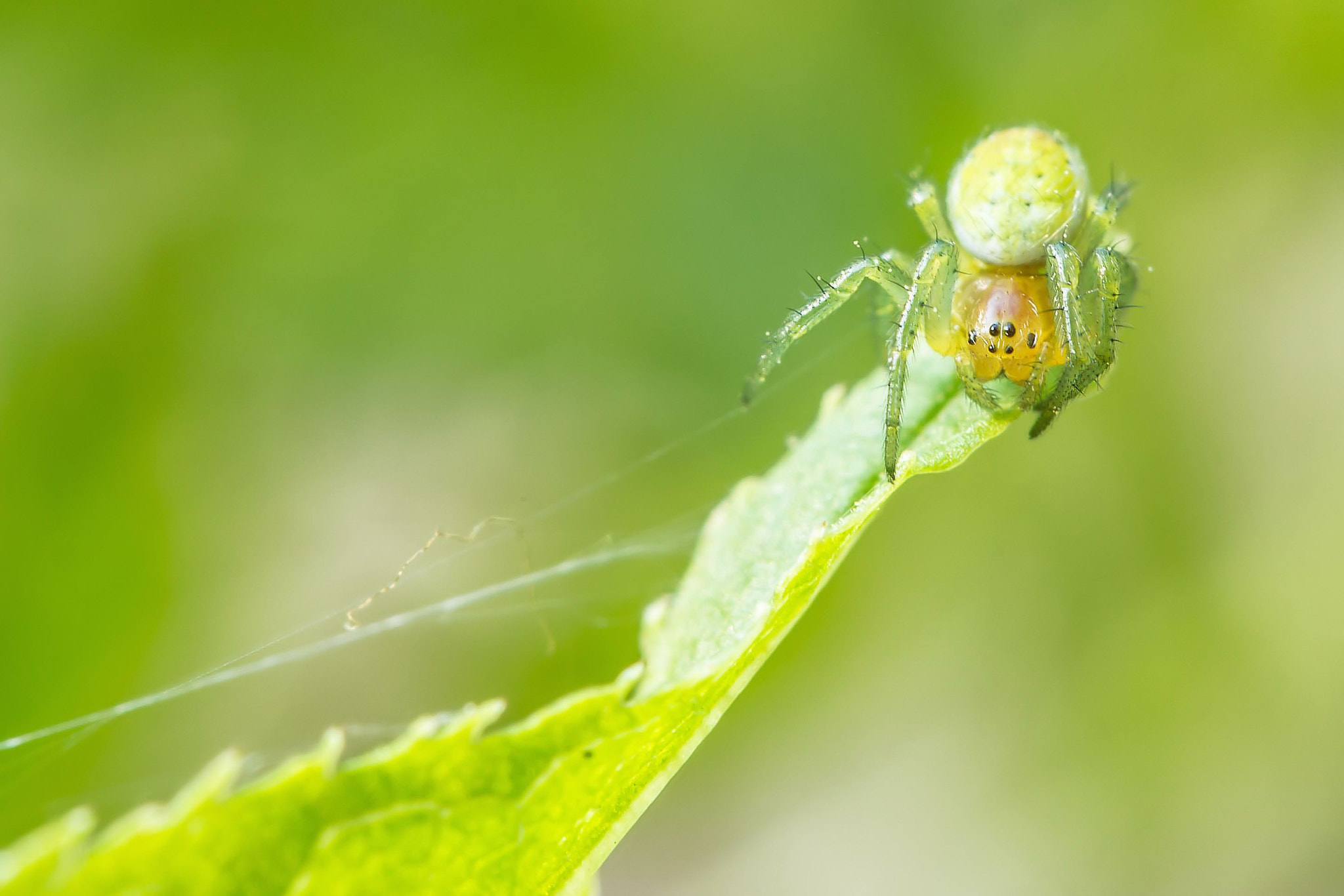 Canon EF-S 60mm F2.8 Macro USM sample photo
