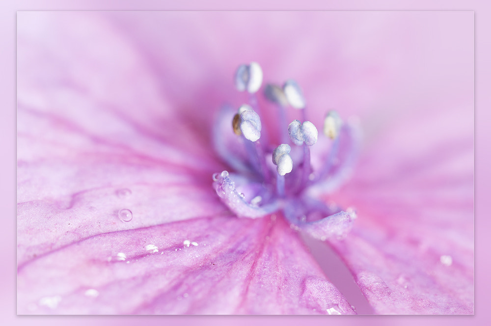 Nikon D300 + Sigma 150mm F2.8 EX DG OS Macro HSM sample photo. Hydrangea photography