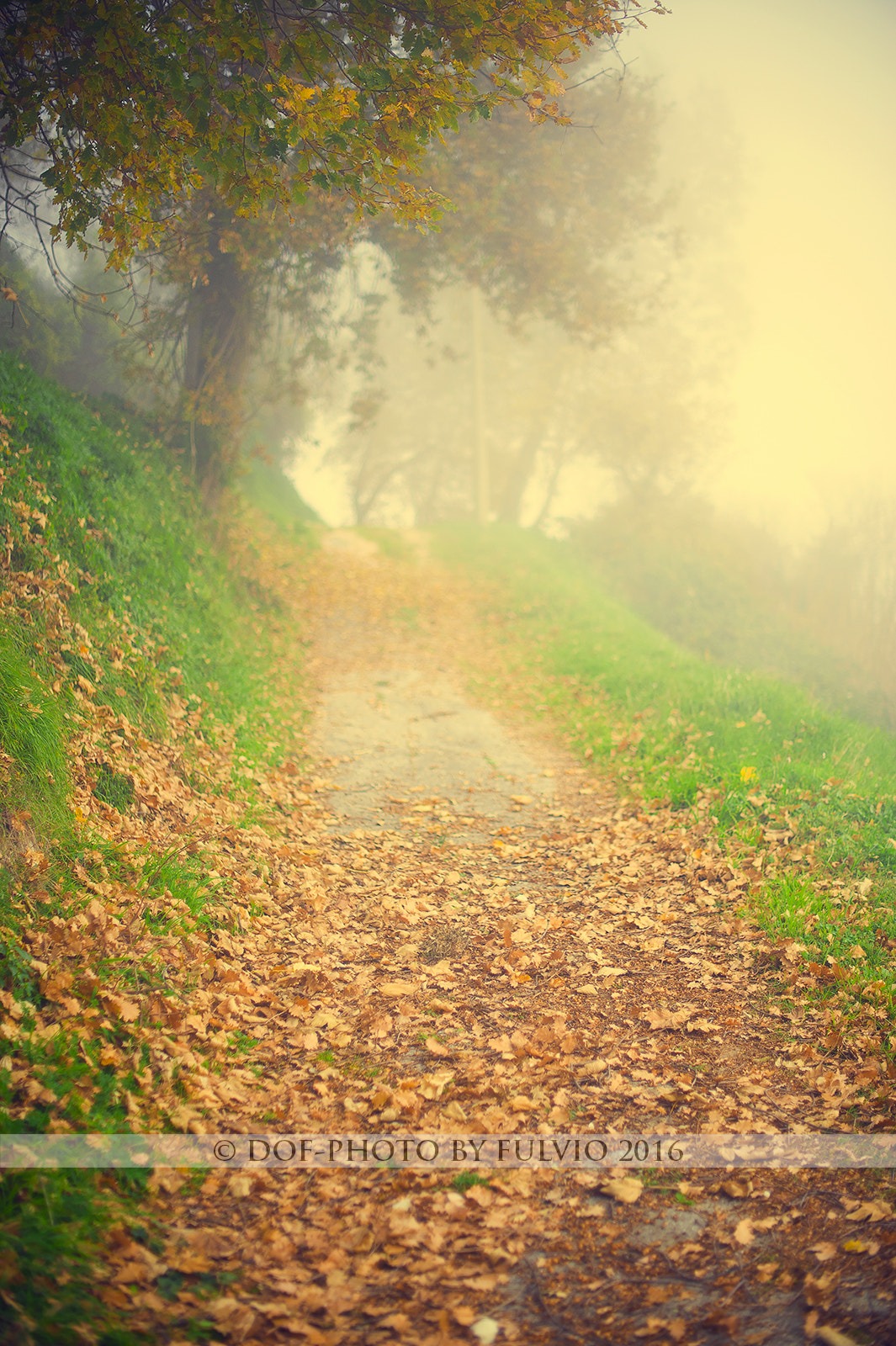 Nikon D3 + Nikon AF-S Nikkor 50mm F1.4G sample photo. Fall 2015 photography