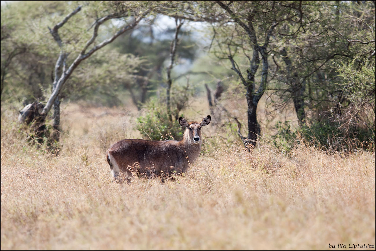 Canon EF 300mm F2.8L IS USM sample photo. Waterbuck - female photography