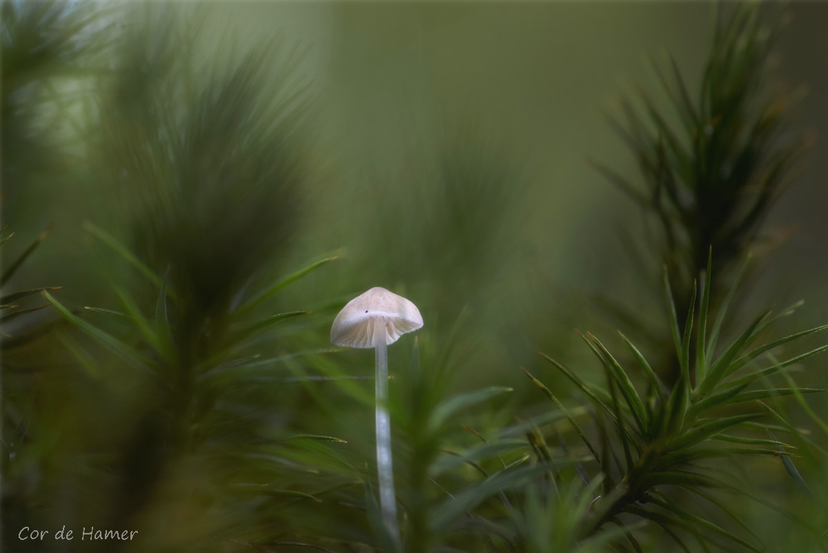 Sony SLT-A77 + Tamron SP AF 90mm F2.8 Di Macro sample photo. Tiny mushroom in moss photography