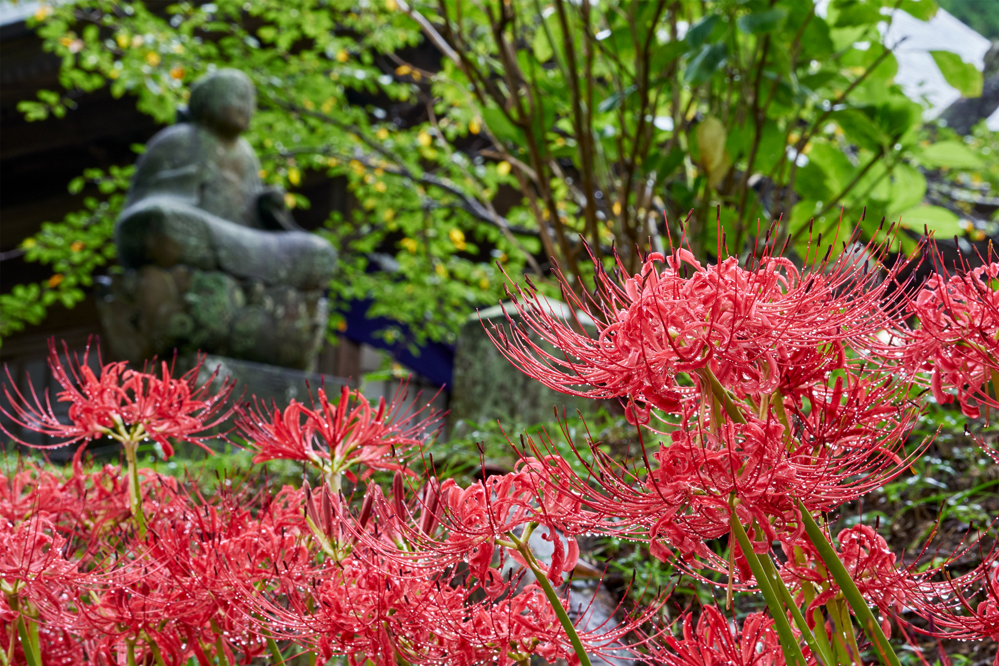 Sony a7 II + Sony 70-400mm F4-5.6 G SSM II sample photo. Stone buddha on cluster amaryllis photography