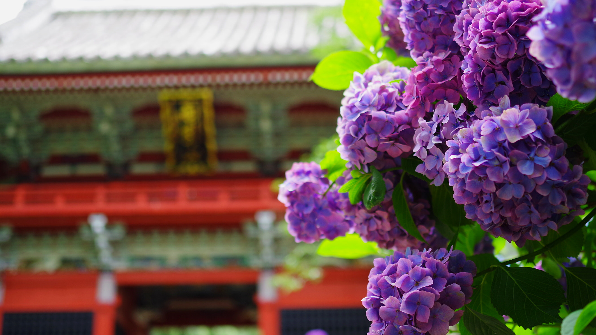 Pentax K-S2 + Pentax smc DA 35mm F2.4 AL sample photo. Hydrangea ~紫陽花~ photography