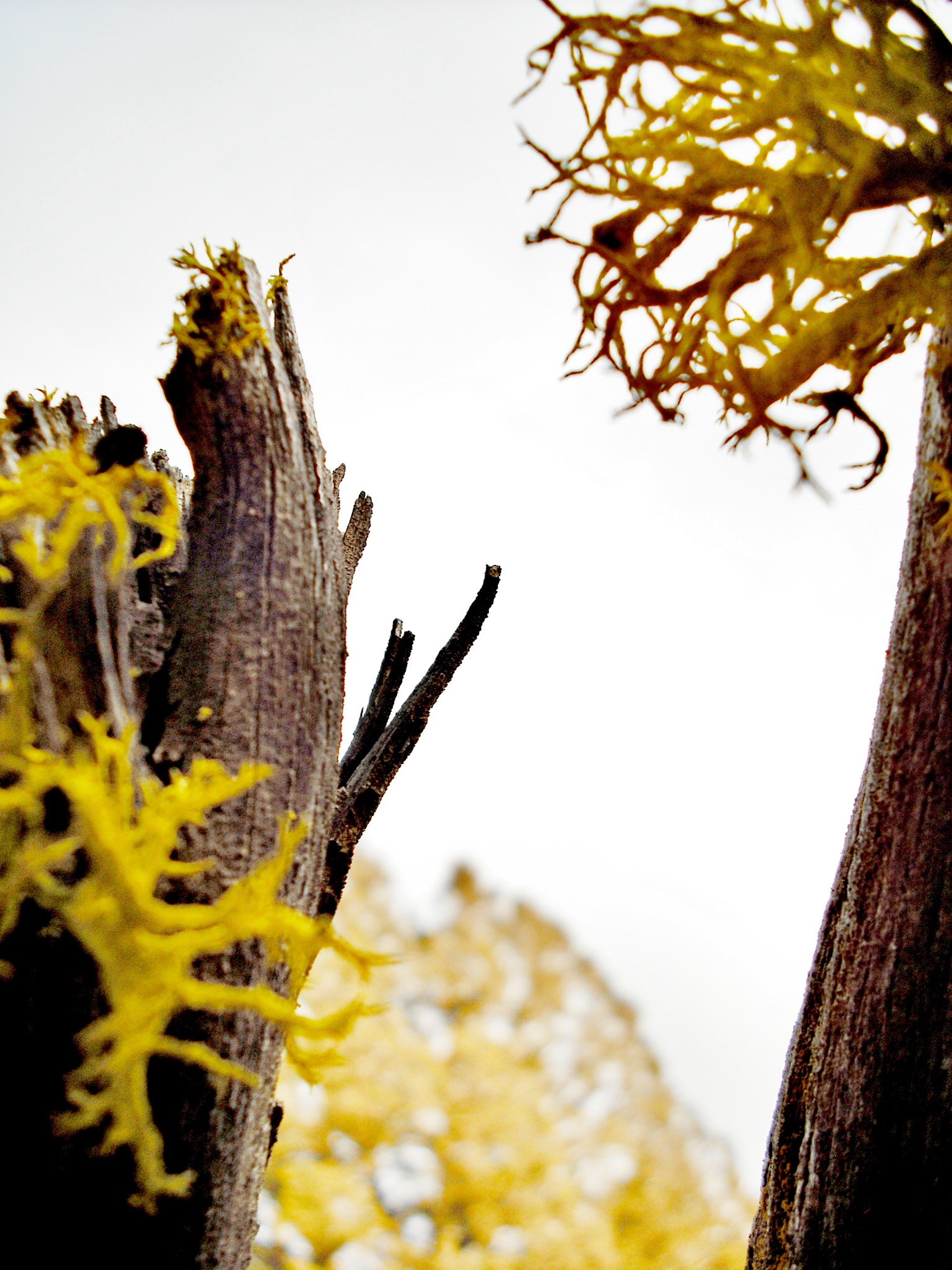 Fujifilm FinePix J10 sample photo. Lichen frenzy photography