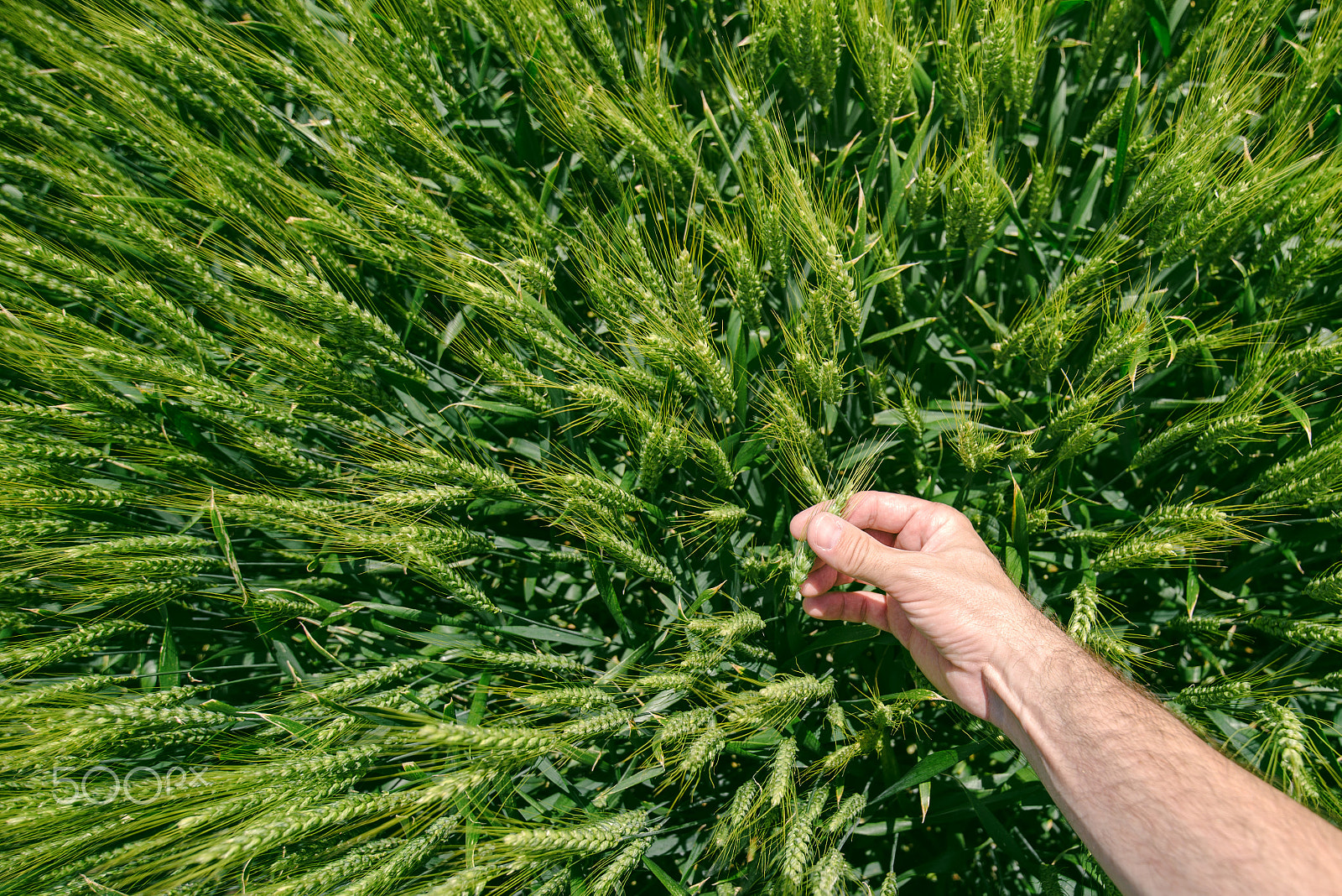Tamron SP 15-30mm F2.8 Di VC USD sample photo. Male farmer in wheat field, personal point of view photography