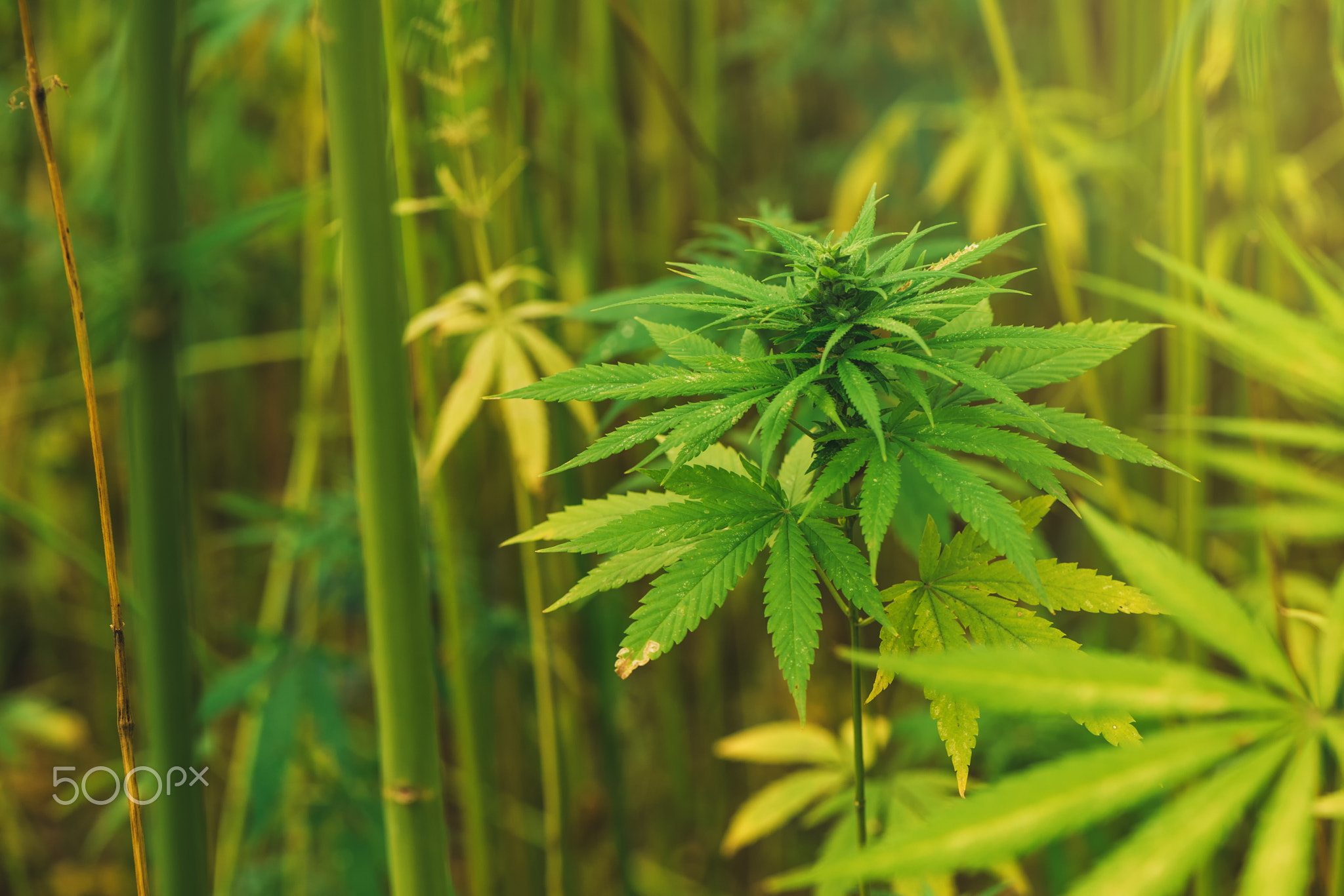 Cultivated hemp in field