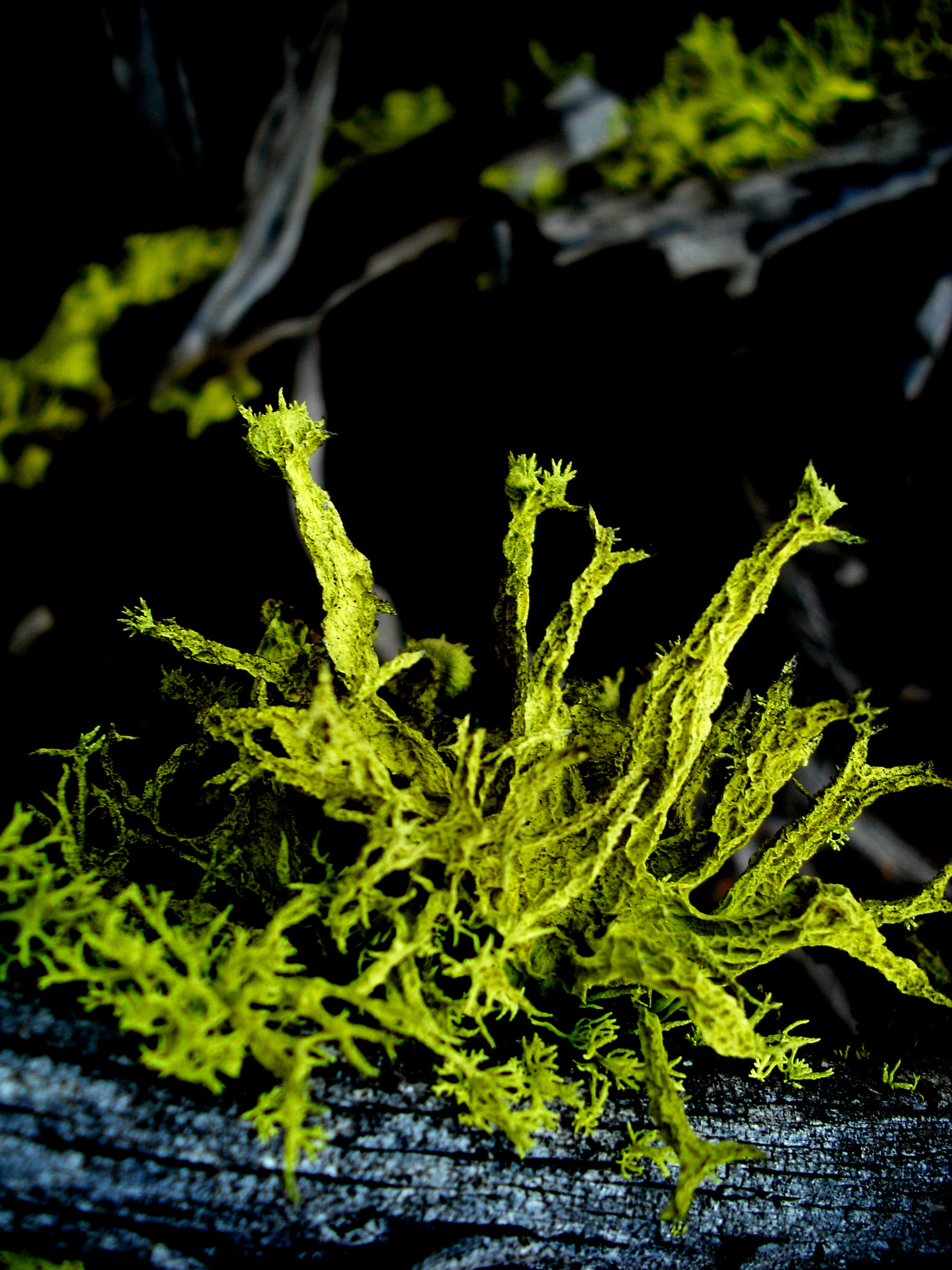 Fujifilm FinePix J10 sample photo. Lichen-4 photography