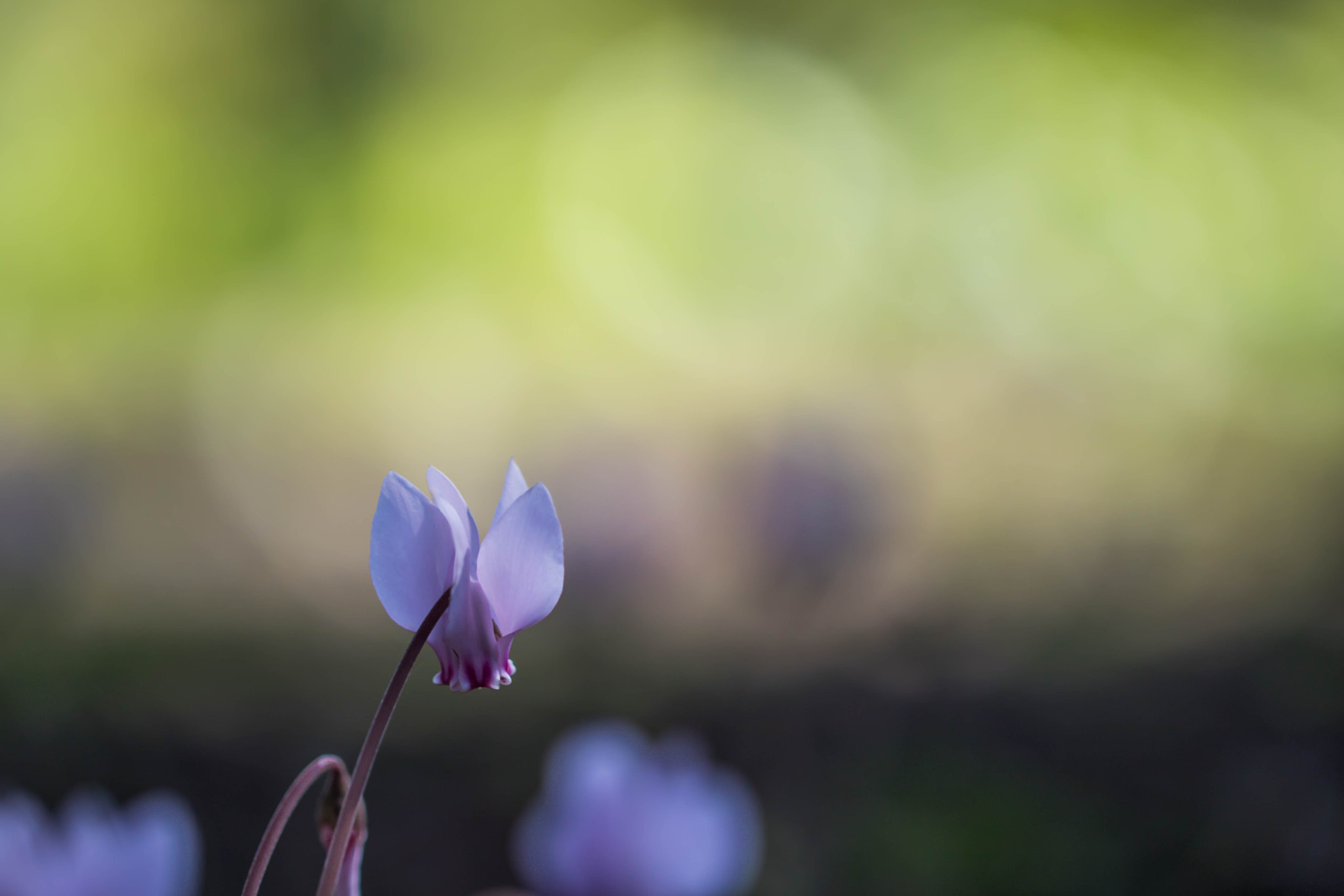 Canon EOS 760D (EOS Rebel T6s / EOS 8000D) + Canon EF 100mm F2.8L Macro IS USM sample photo. Serenity photography