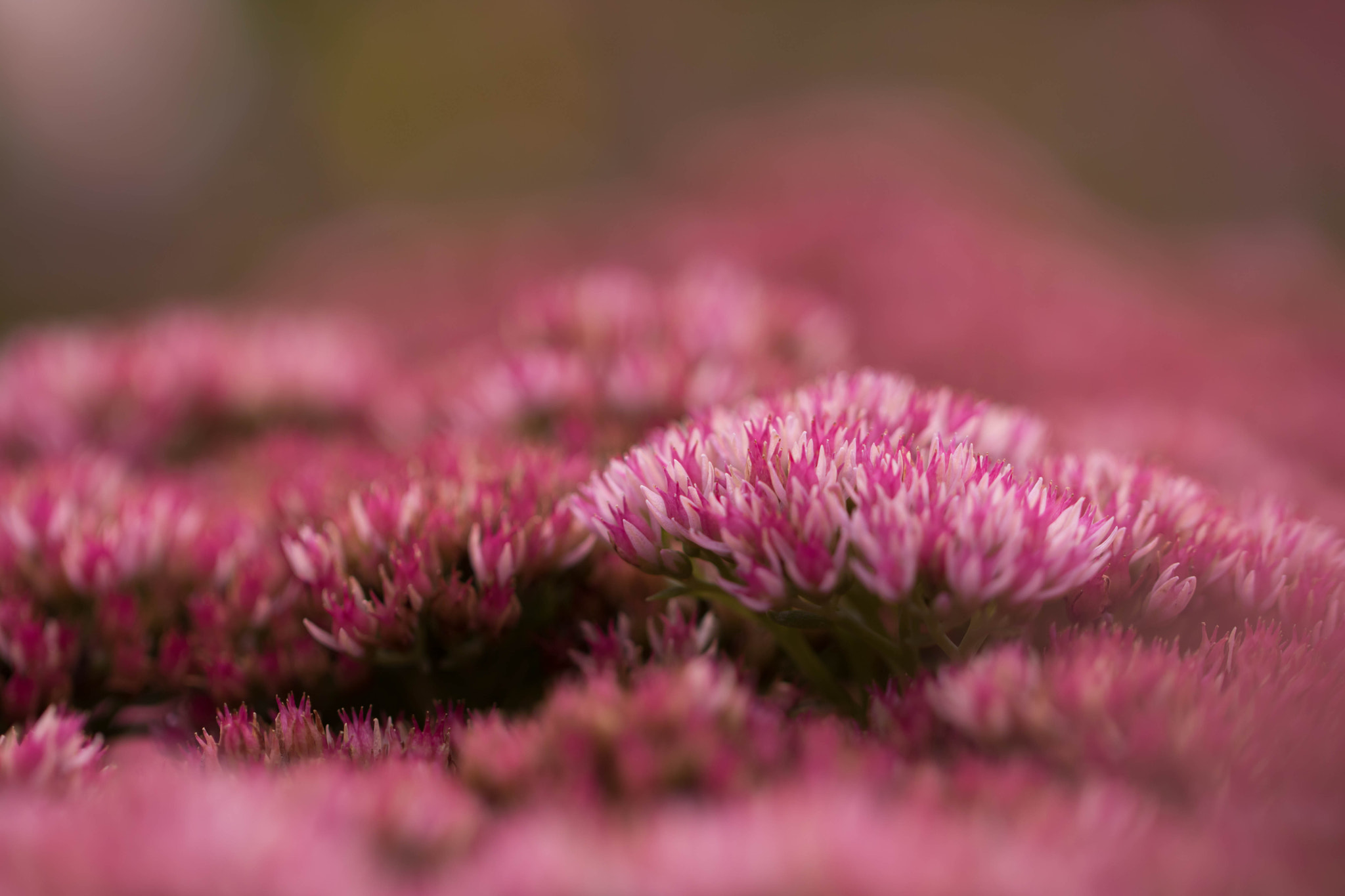 Canon EOS 760D (EOS Rebel T6s / EOS 8000D) + Canon EF 100mm F2.8L Macro IS USM sample photo. Floral landscape photography