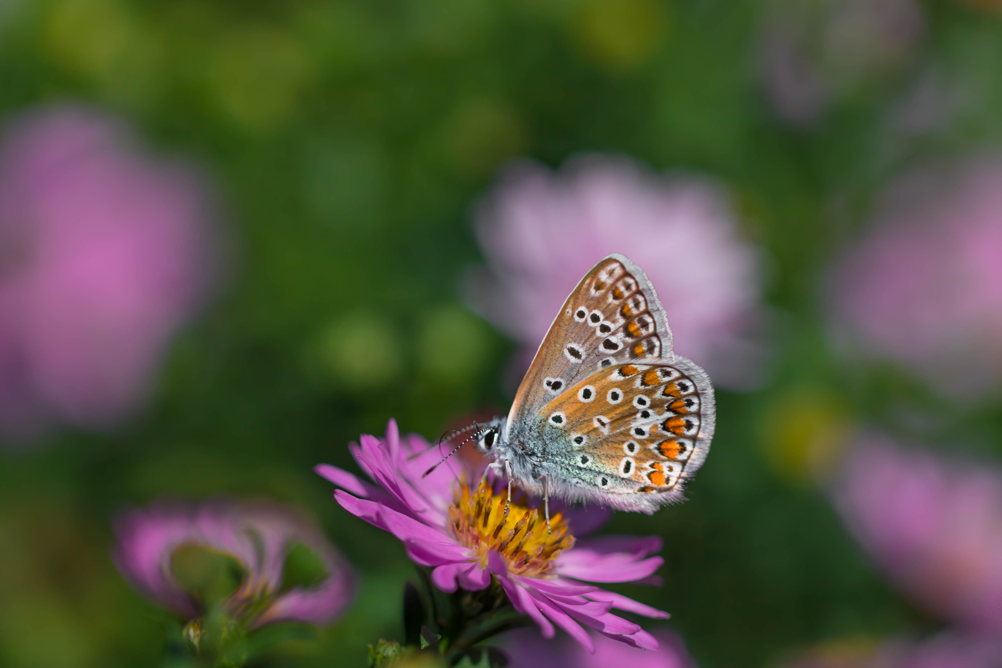 Canon EOS 760D (EOS Rebel T6s / EOS 8000D) + Canon EF 100mm F2.8L Macro IS USM sample photo. Wildlife photography