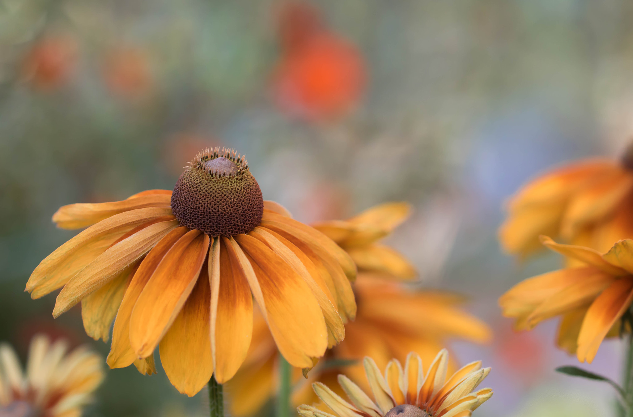 Canon EOS 760D (EOS Rebel T6s / EOS 8000D) + Canon EF 100mm F2.8L Macro IS USM sample photo. Summer colors photography