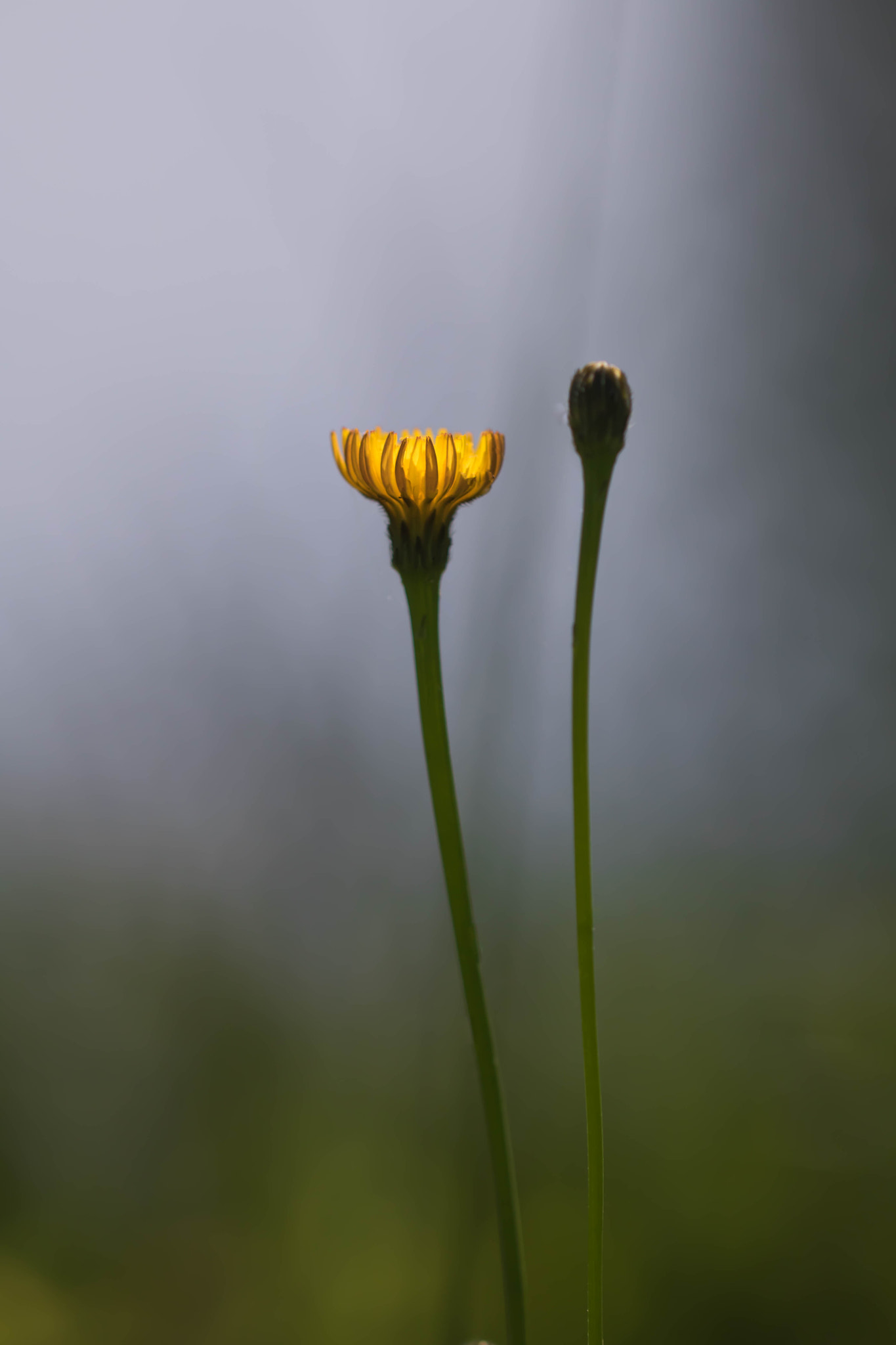 Canon EOS 760D (EOS Rebel T6s / EOS 8000D) + Canon EF 100mm F2.8L Macro IS USM sample photo. Quietude photography