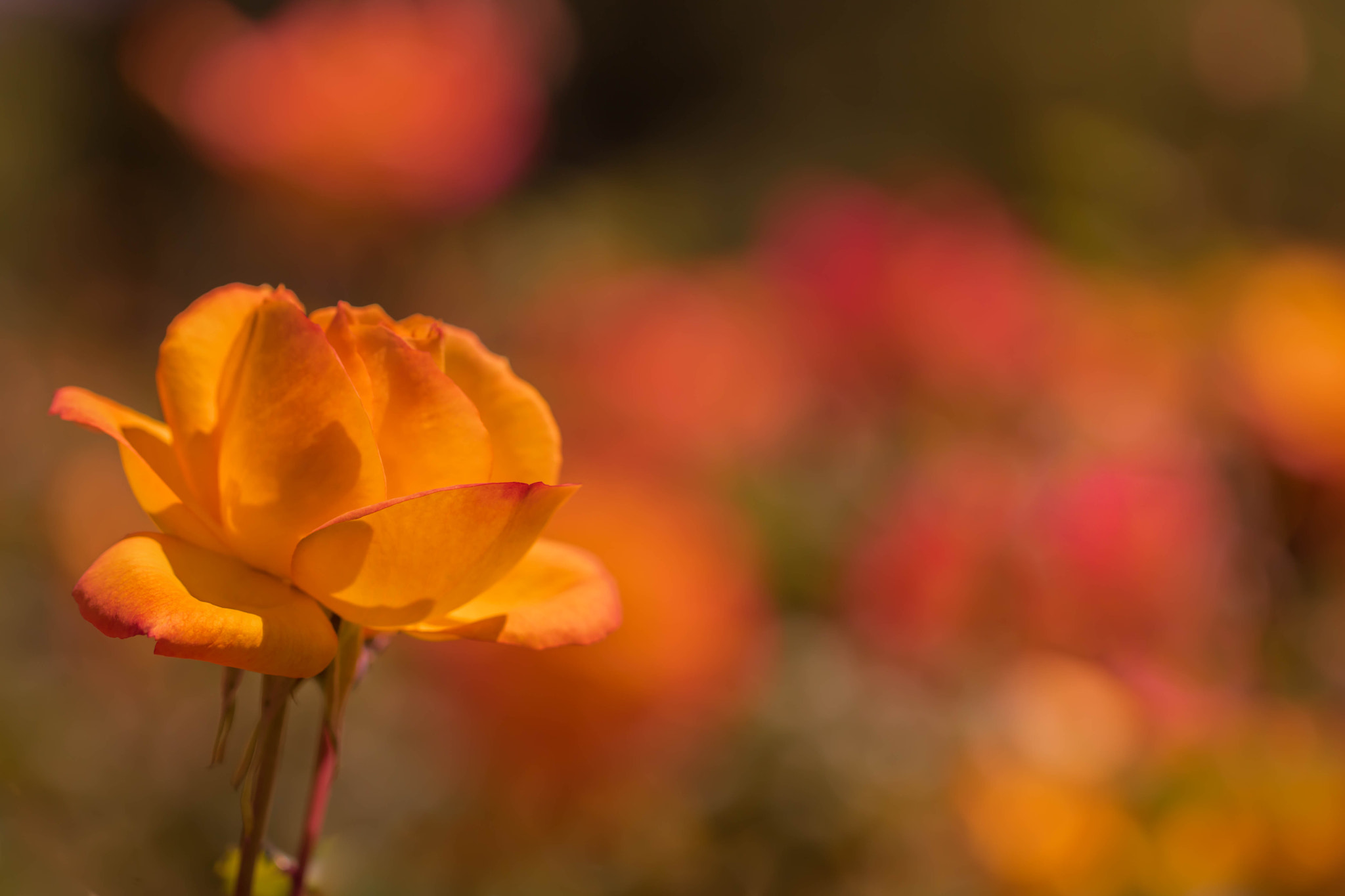 Canon EOS 760D (EOS Rebel T6s / EOS 8000D) + Canon EF 100mm F2.8L Macro IS USM sample photo. Evening light photography