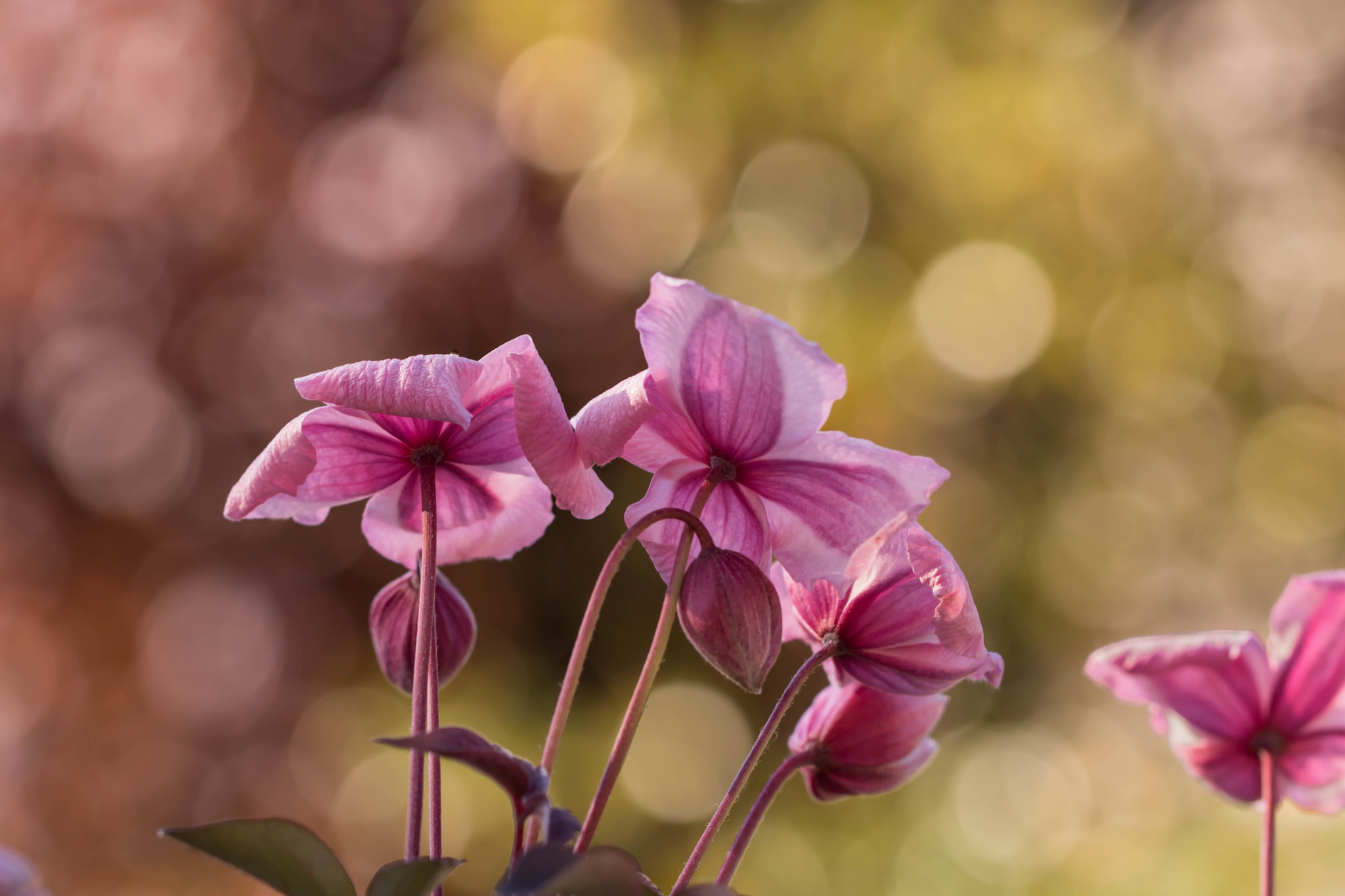 Canon EOS 760D (EOS Rebel T6s / EOS 8000D) + Canon EF 100mm F2.8L Macro IS USM sample photo. Flowers and bokeh photography