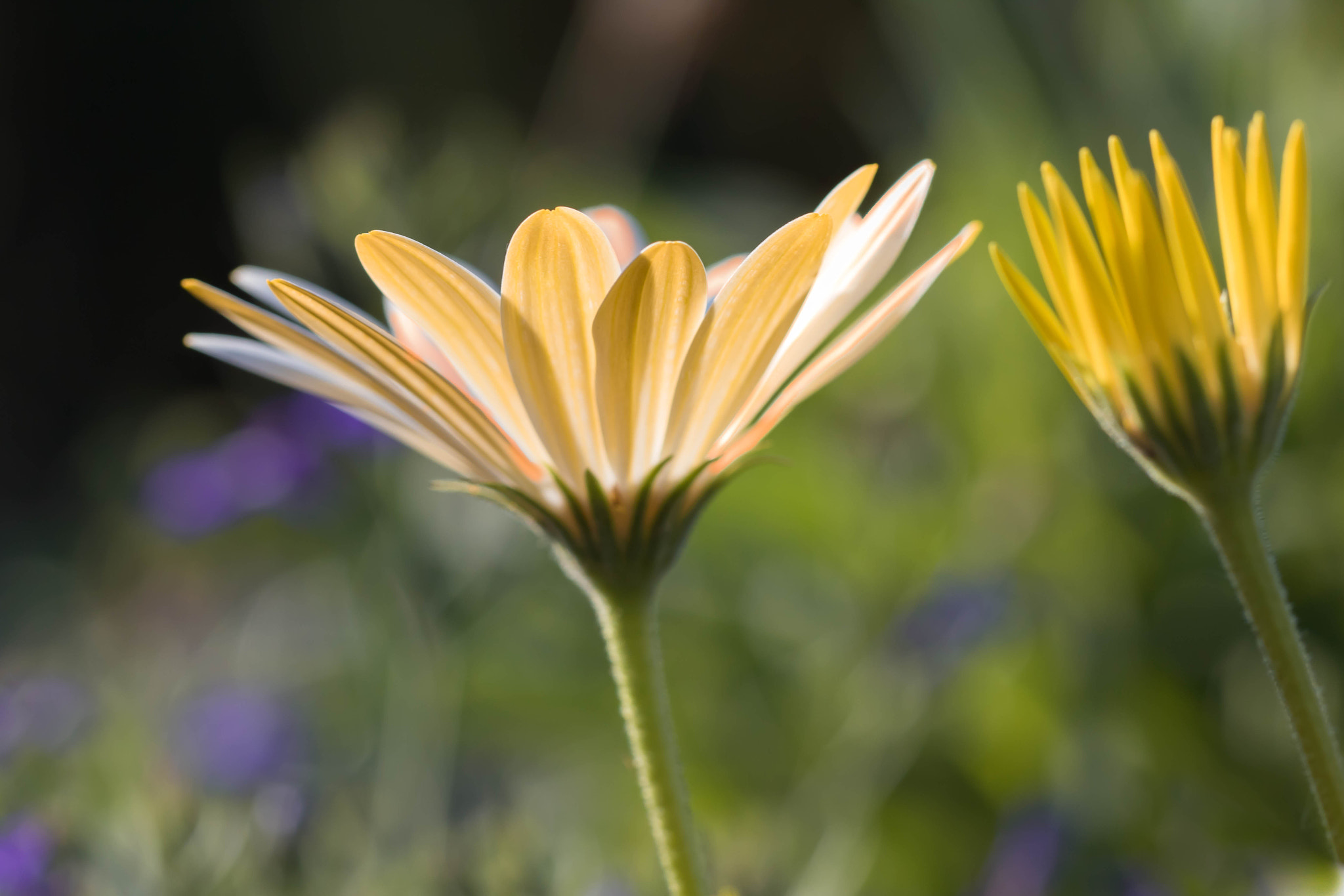 Canon EOS 760D (EOS Rebel T6s / EOS 8000D) + Canon EF 100mm F2.8L Macro IS USM sample photo. Hymn to the sun photography