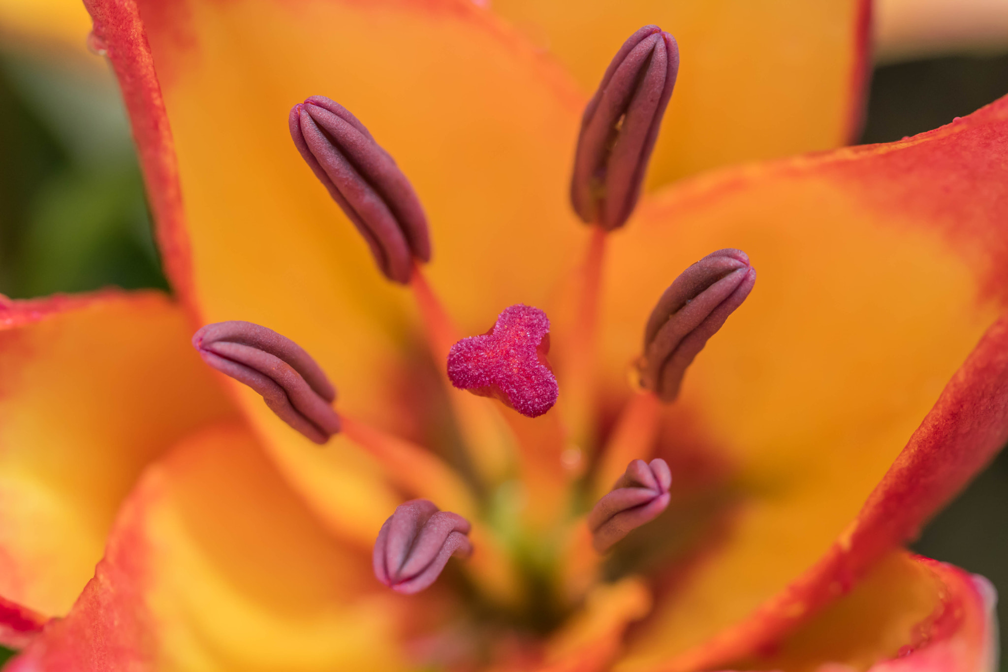 Canon EOS 760D (EOS Rebel T6s / EOS 8000D) + Canon EF 100mm F2.8L Macro IS USM sample photo. Flower heart photography