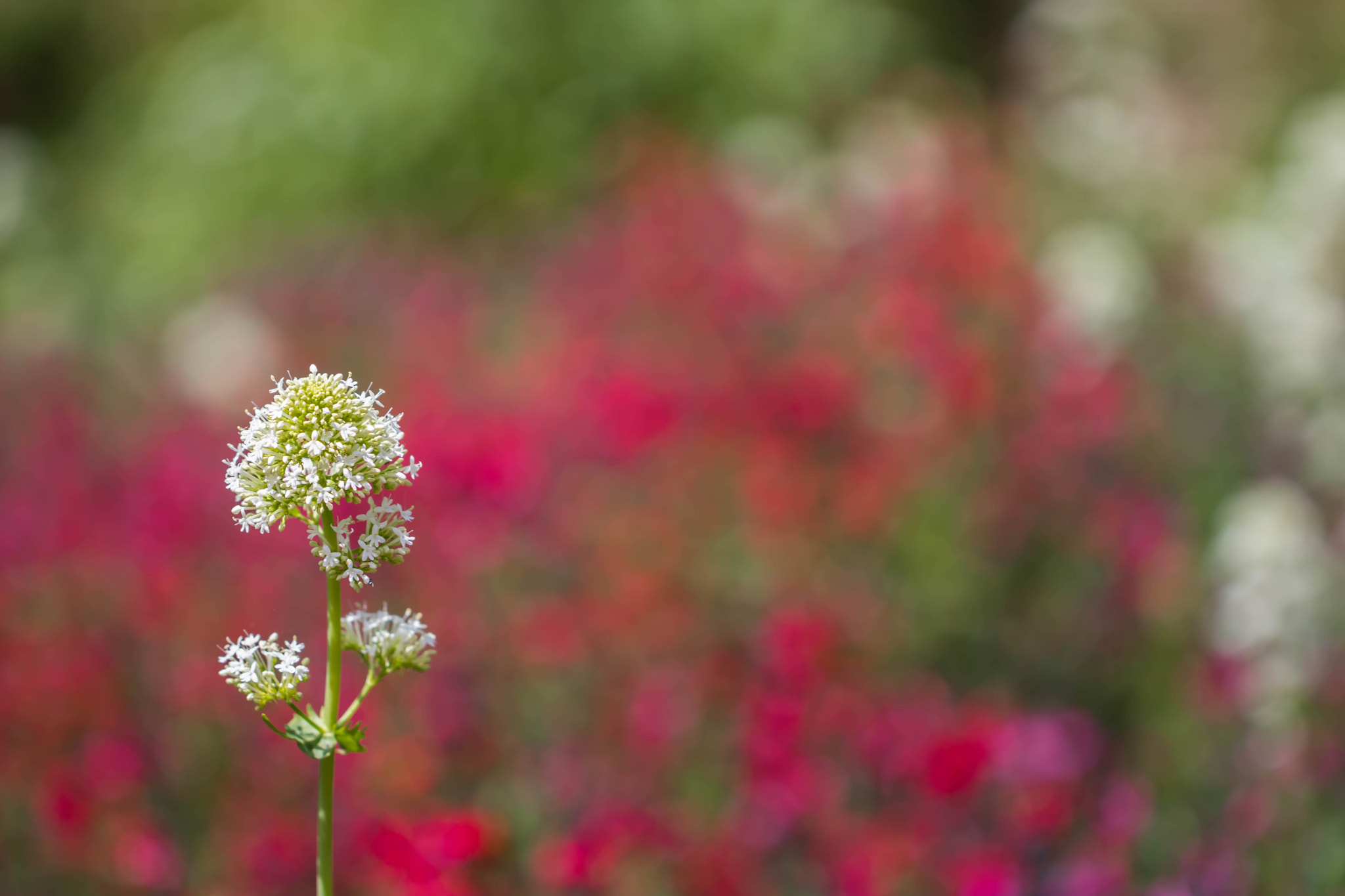 Canon EOS 760D (EOS Rebel T6s / EOS 8000D) + Canon EF 100mm F2.8L Macro IS USM sample photo. Colored nature photography