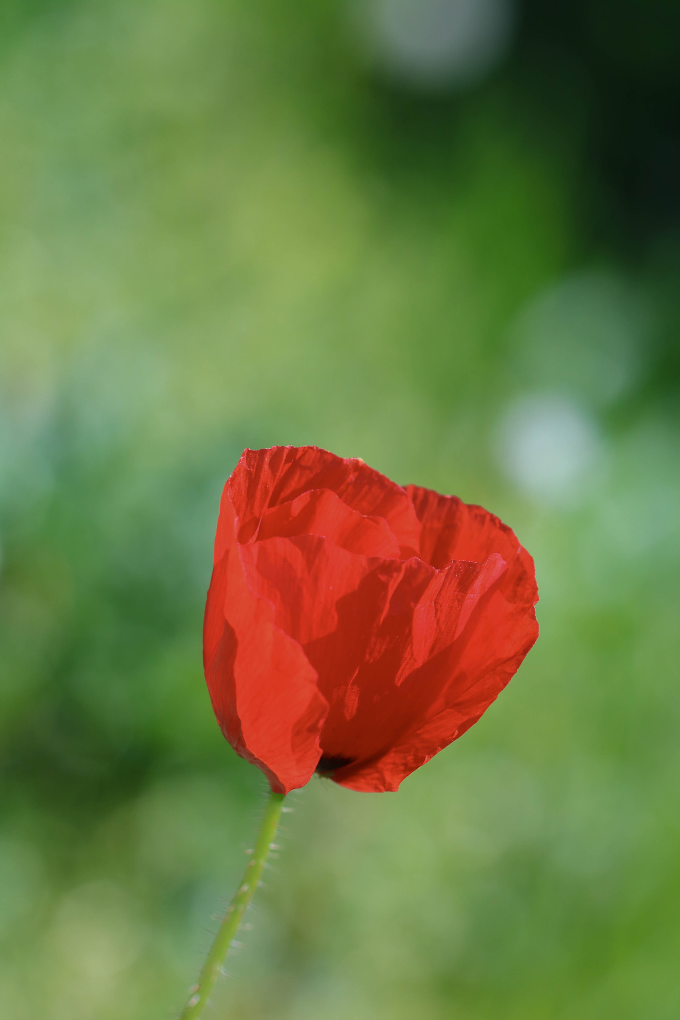 Canon EOS 760D (EOS Rebel T6s / EOS 8000D) + Canon EF 100mm F2.8L Macro IS USM sample photo. Bright red photography