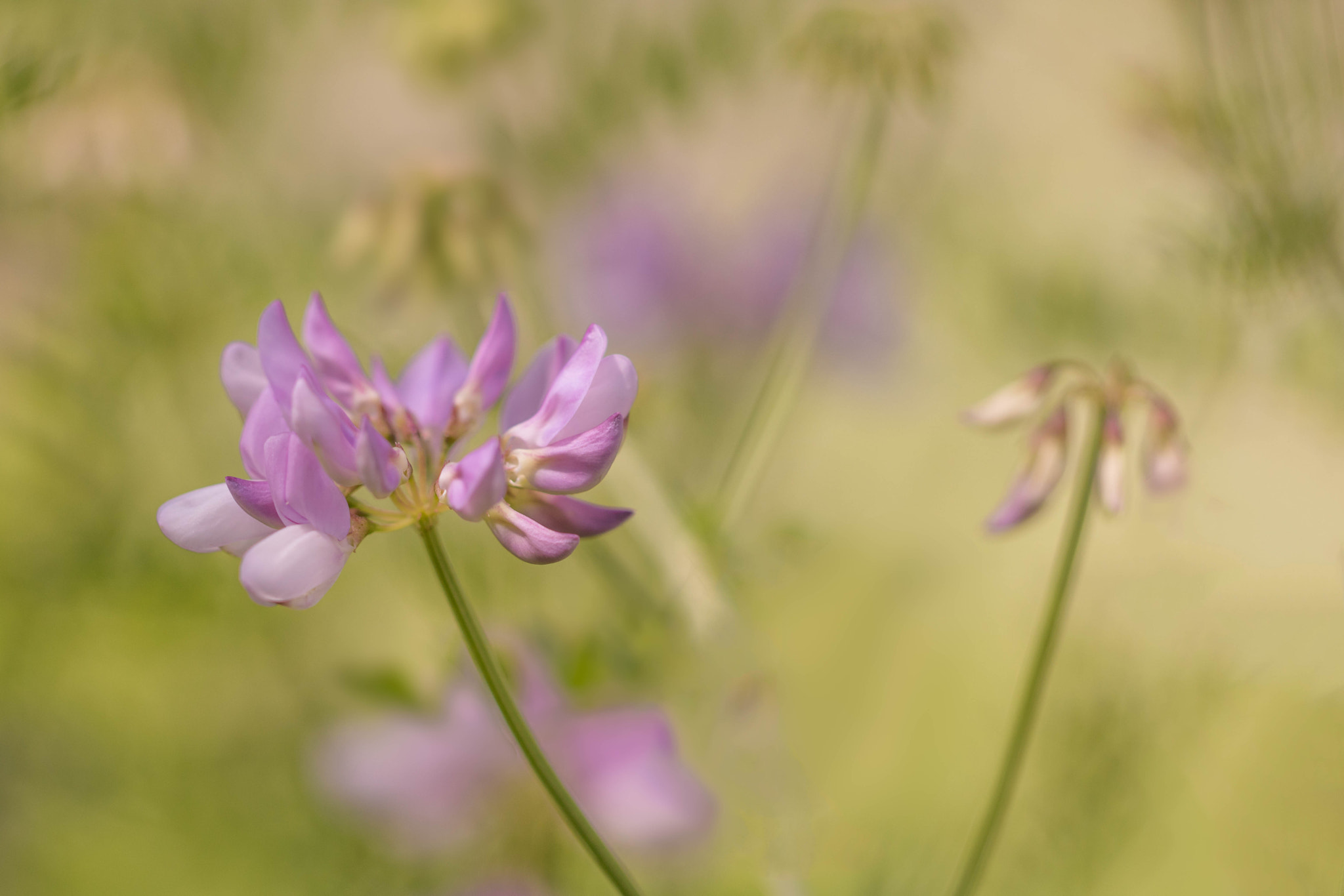 Canon EOS 760D (EOS Rebel T6s / EOS 8000D) + Canon EF 100mm F2.8L Macro IS USM sample photo. Delicately pink photography