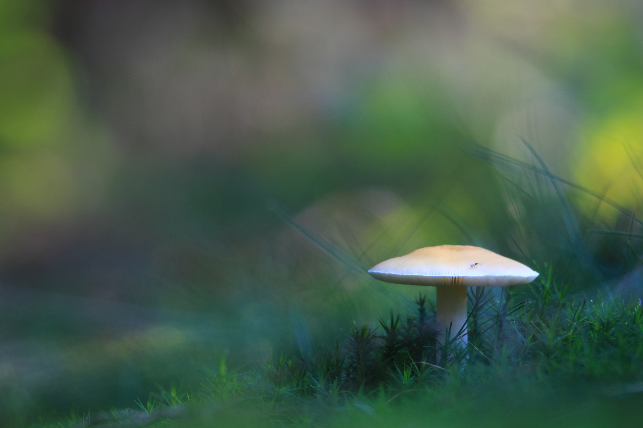 Tamron SP 150-600mm F5-6.3 Di VC USD sample photo. It´s mushroom time photography