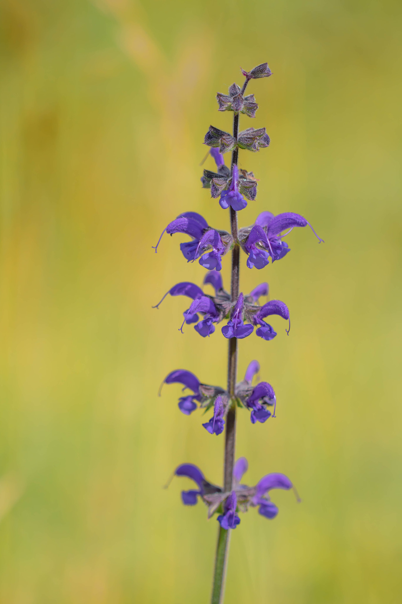 Canon EOS 760D (EOS Rebel T6s / EOS 8000D) + Canon EF 100mm F2.8L Macro IS USM sample photo. Beauty of nature photography