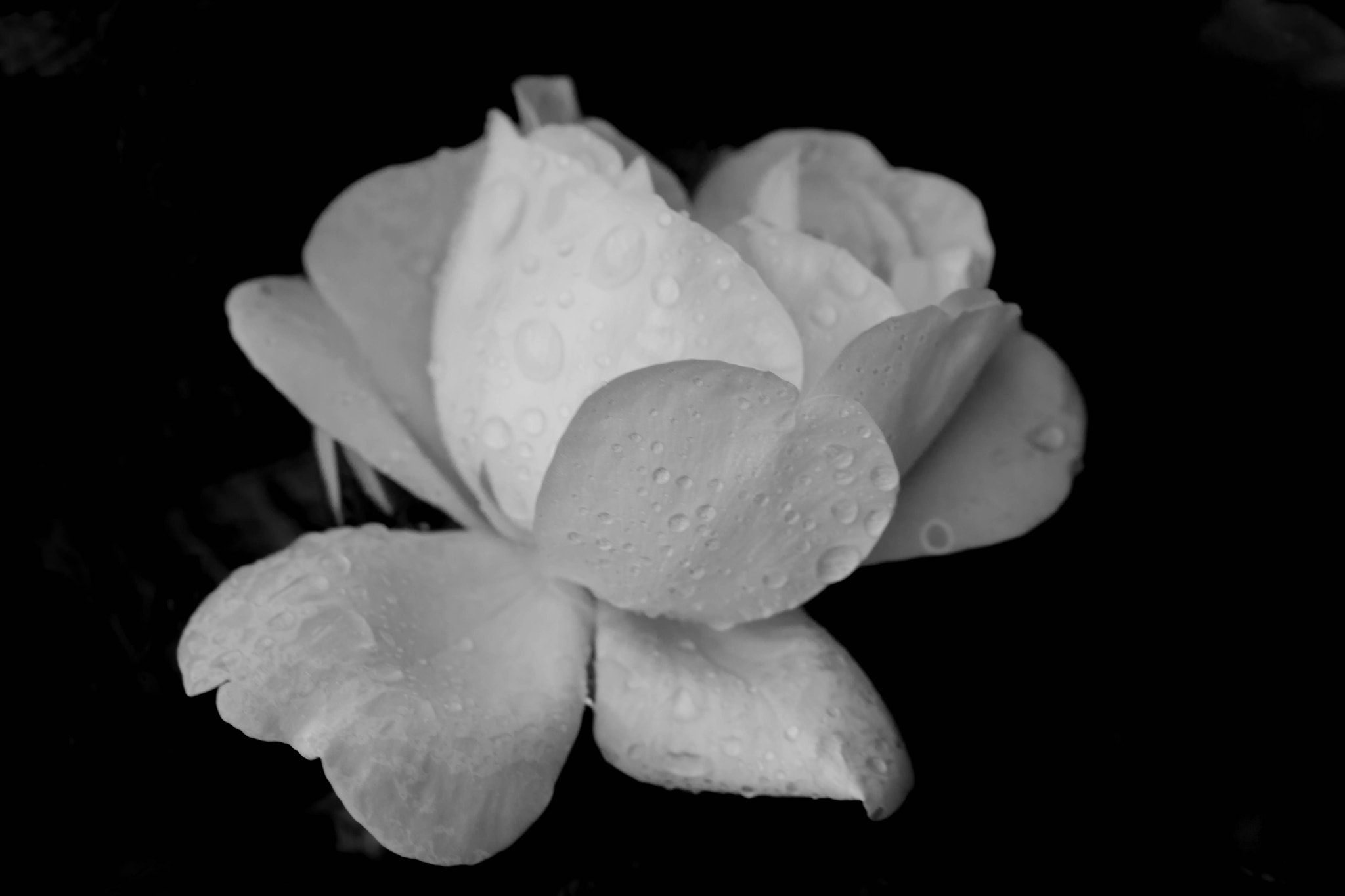 Canon EOS 760D (EOS Rebel T6s / EOS 8000D) + Canon EF 100mm F2.8L Macro IS USM sample photo. Pearls of rain photography