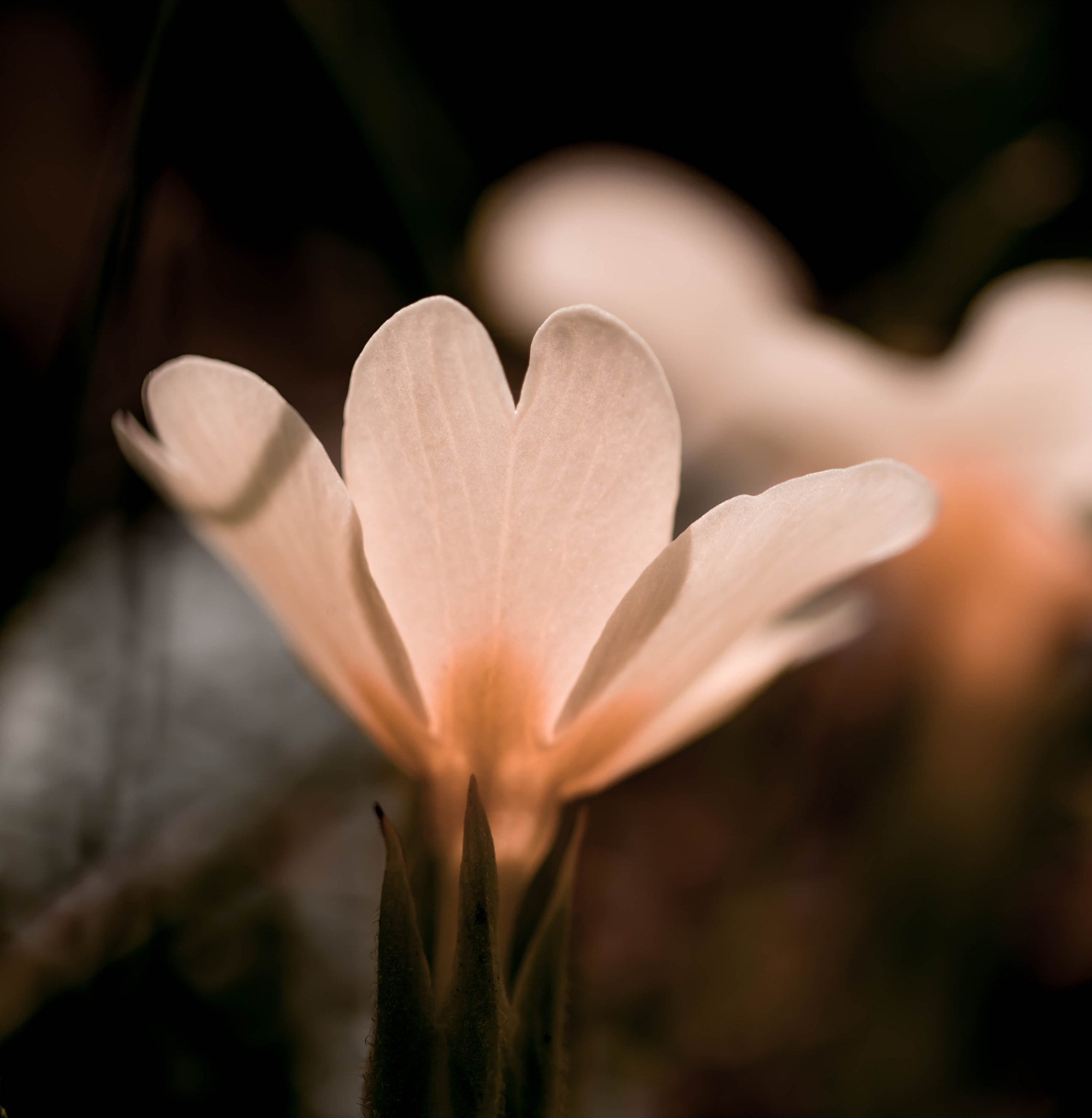 Canon EOS 760D (EOS Rebel T6s / EOS 8000D) + Canon EF 100mm F2.8L Macro IS USM sample photo. Magical light photography