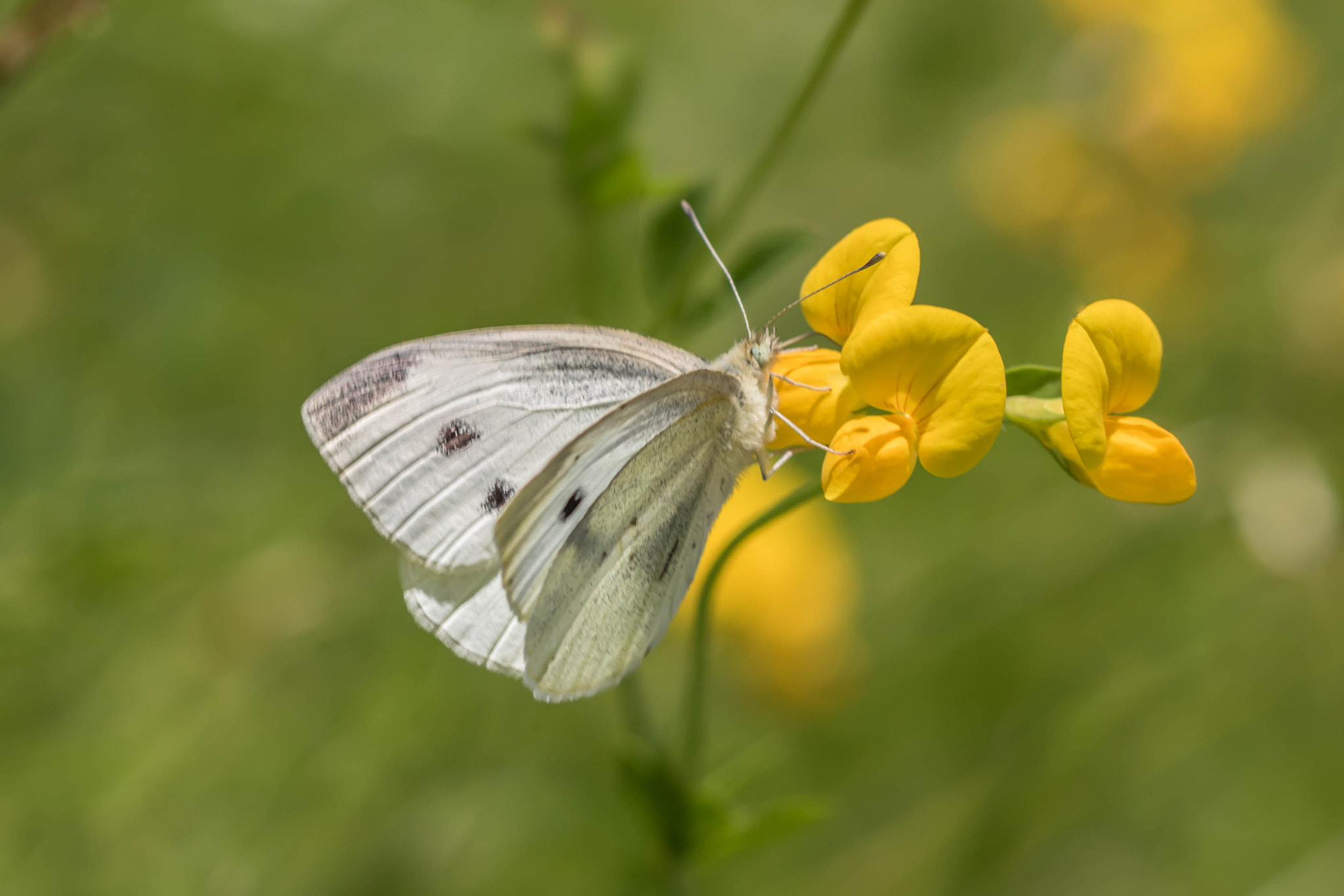 Canon EOS 760D (EOS Rebel T6s / EOS 8000D) + Canon EF 100mm F2.8L Macro IS USM sample photo. A busy butterfly photography
