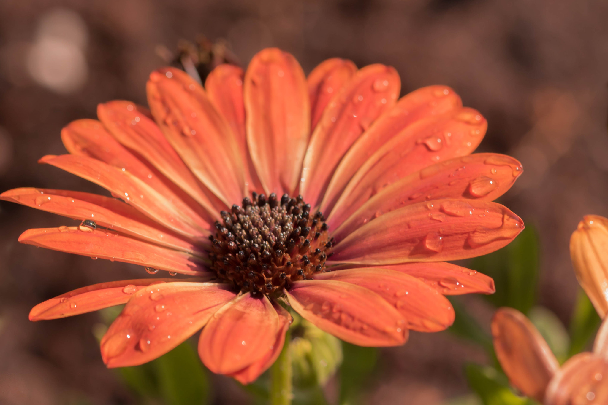 Canon EOS 760D (EOS Rebel T6s / EOS 8000D) + Canon EF 100mm F2.8L Macro IS USM sample photo. After the rain photography