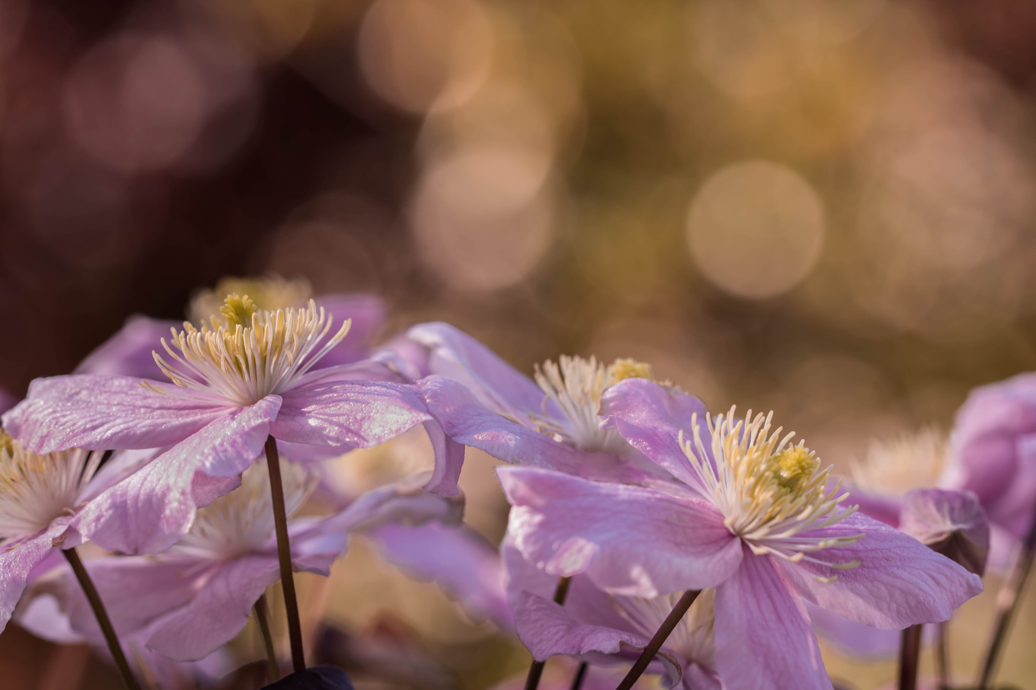 Canon EOS 760D (EOS Rebel T6s / EOS 8000D) + Canon EF 100mm F2.8L Macro IS USM sample photo. Flowers in the morning light photography