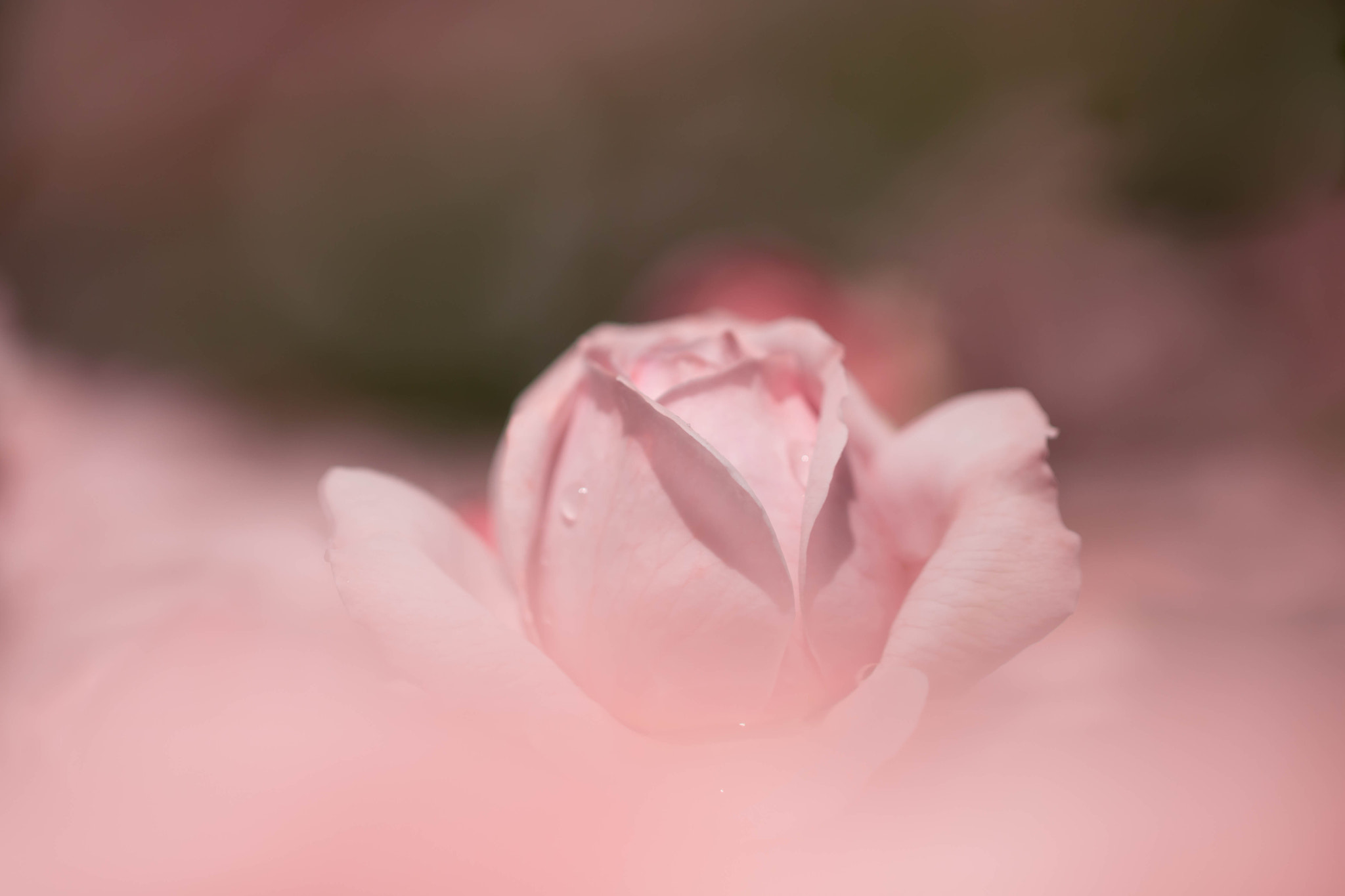 Canon EOS 760D (EOS Rebel T6s / EOS 8000D) + Canon EF 100mm F2.8L Macro IS USM sample photo. Mist of roses photography