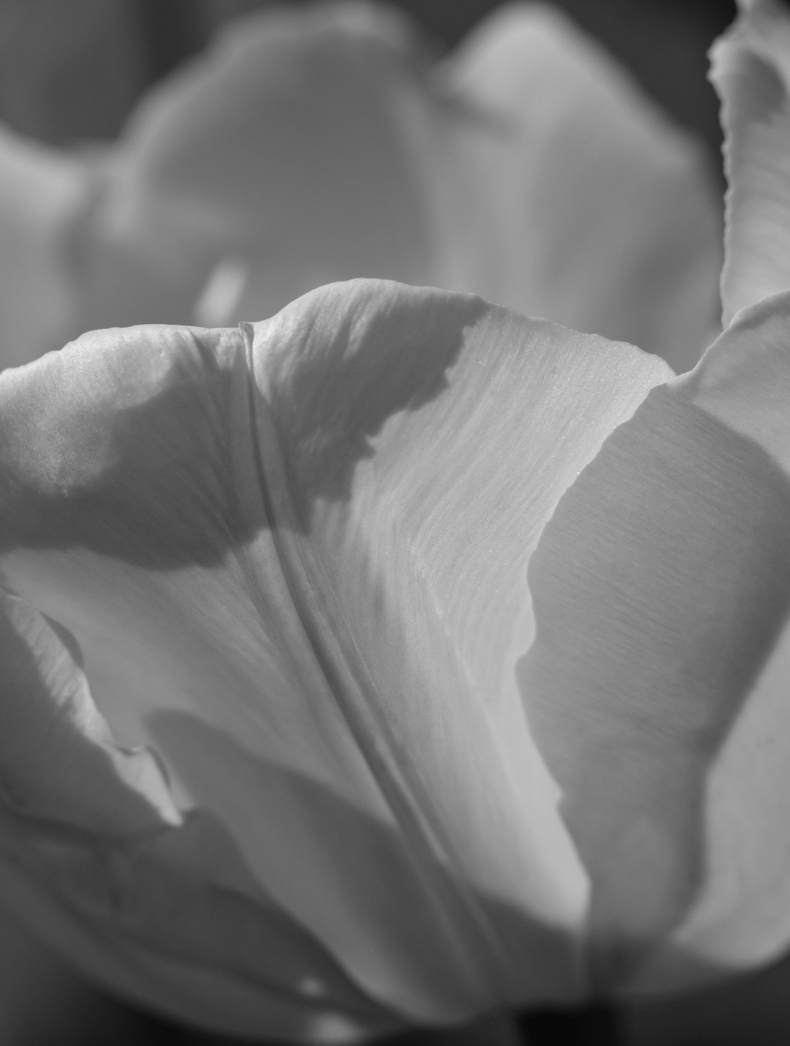Canon EOS 760D (EOS Rebel T6s / EOS 8000D) + Canon EF 100mm F2.8L Macro IS USM sample photo. Macro in black and white photography