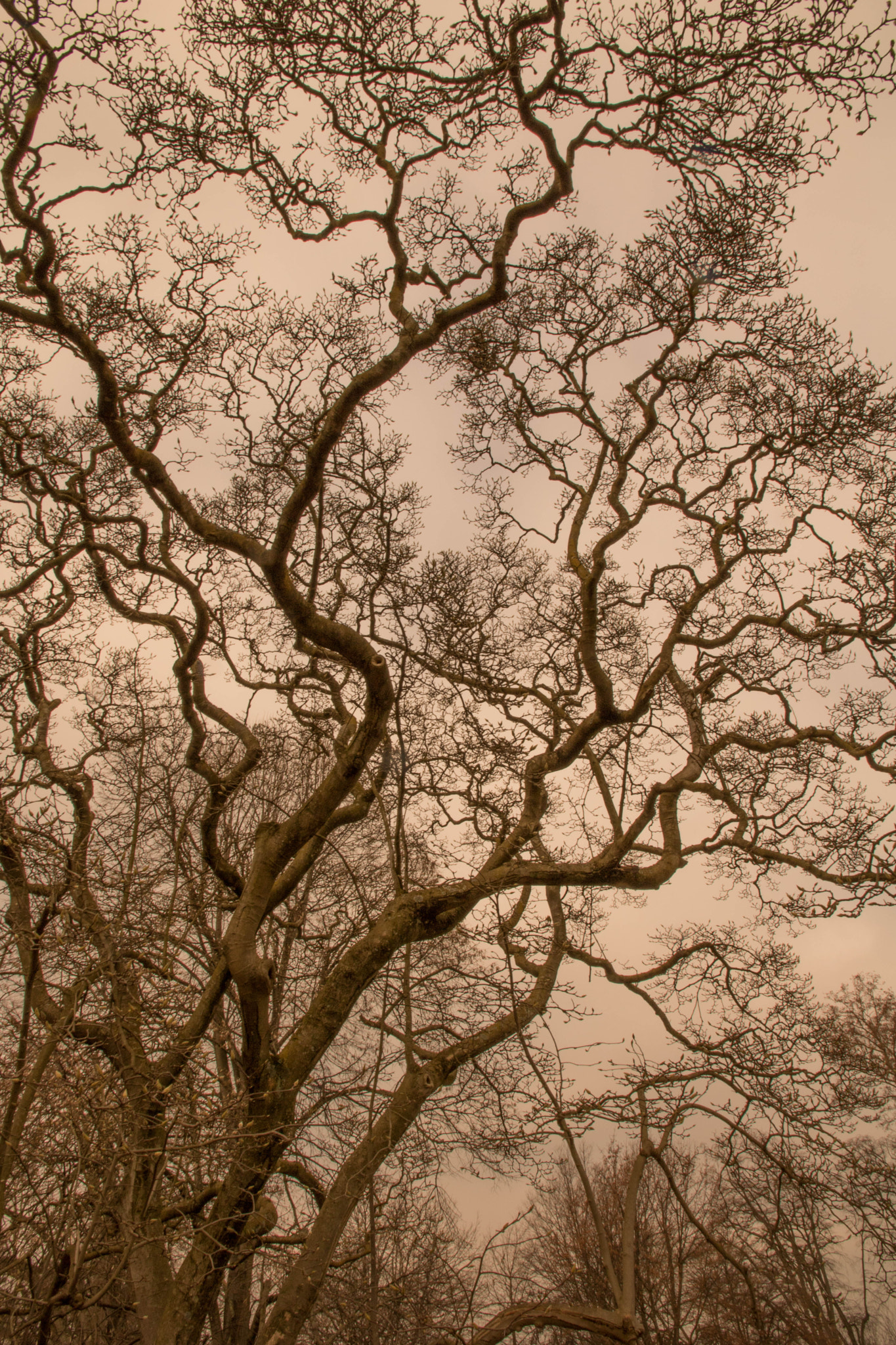 Canon EOS 760D (EOS Rebel T6s / EOS 8000D) sample photo. Winter beauty photography