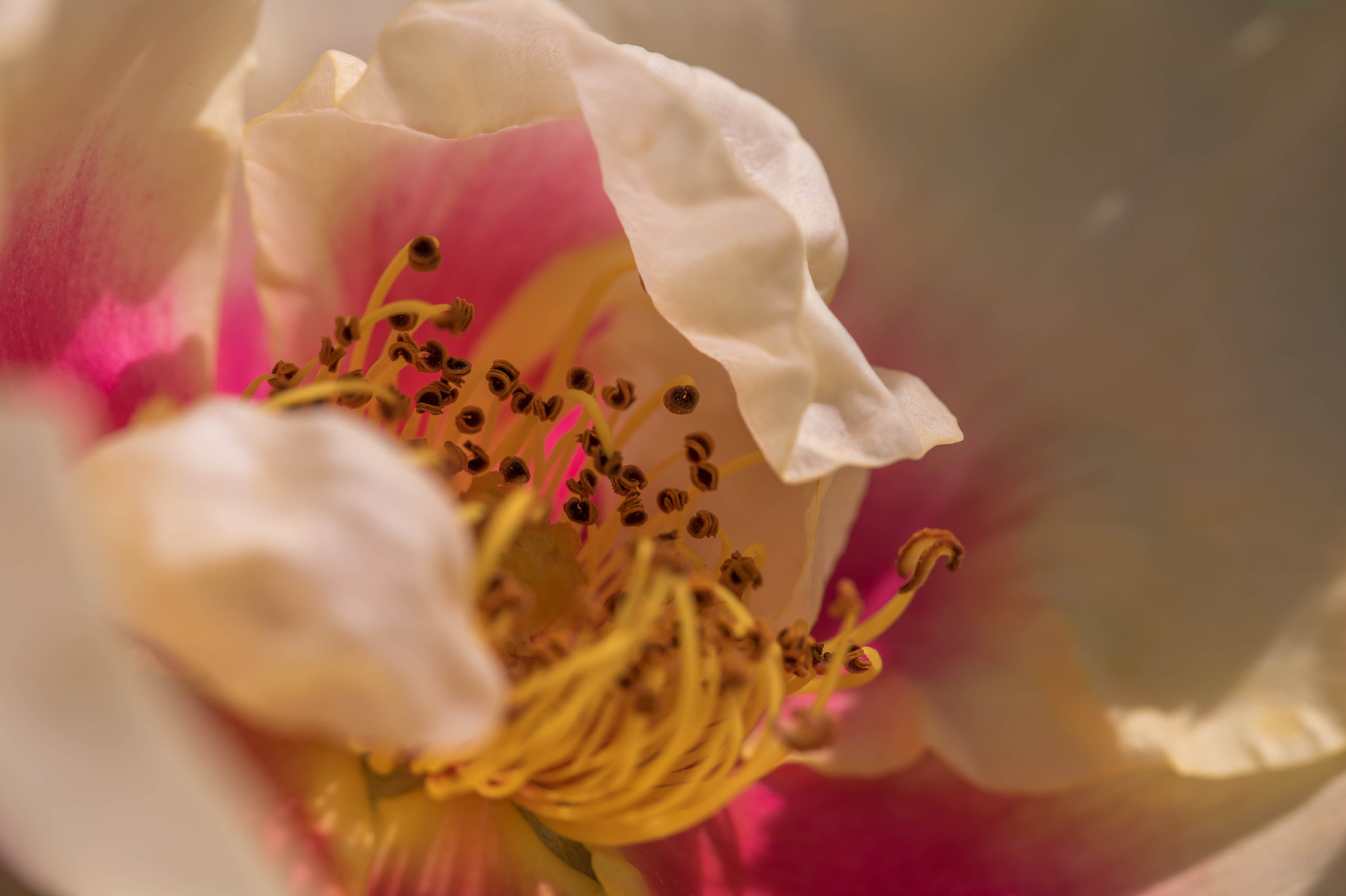 Canon EOS 760D (EOS Rebel T6s / EOS 8000D) + Canon EF 100mm F2.8L Macro IS USM sample photo. Dancing in the wind photography