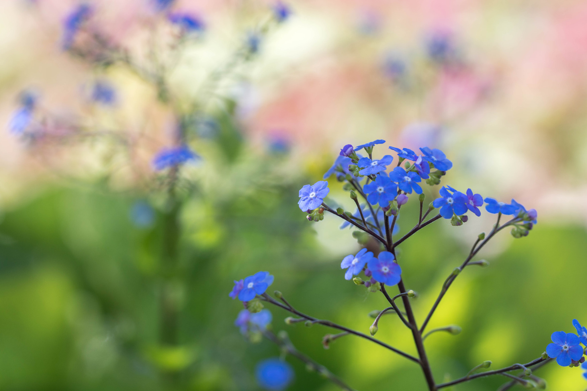 Canon EOS 760D (EOS Rebel T6s / EOS 8000D) + Canon EF 100mm F2.8L Macro IS USM sample photo. Joyful blue photography