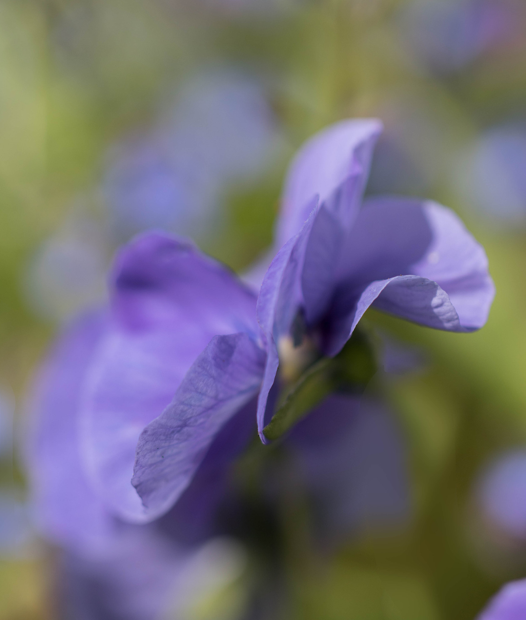 Canon EOS 760D (EOS Rebel T6s / EOS 8000D) + Canon EF 100mm F2.8L Macro IS USM sample photo. Blowing in the wind photography