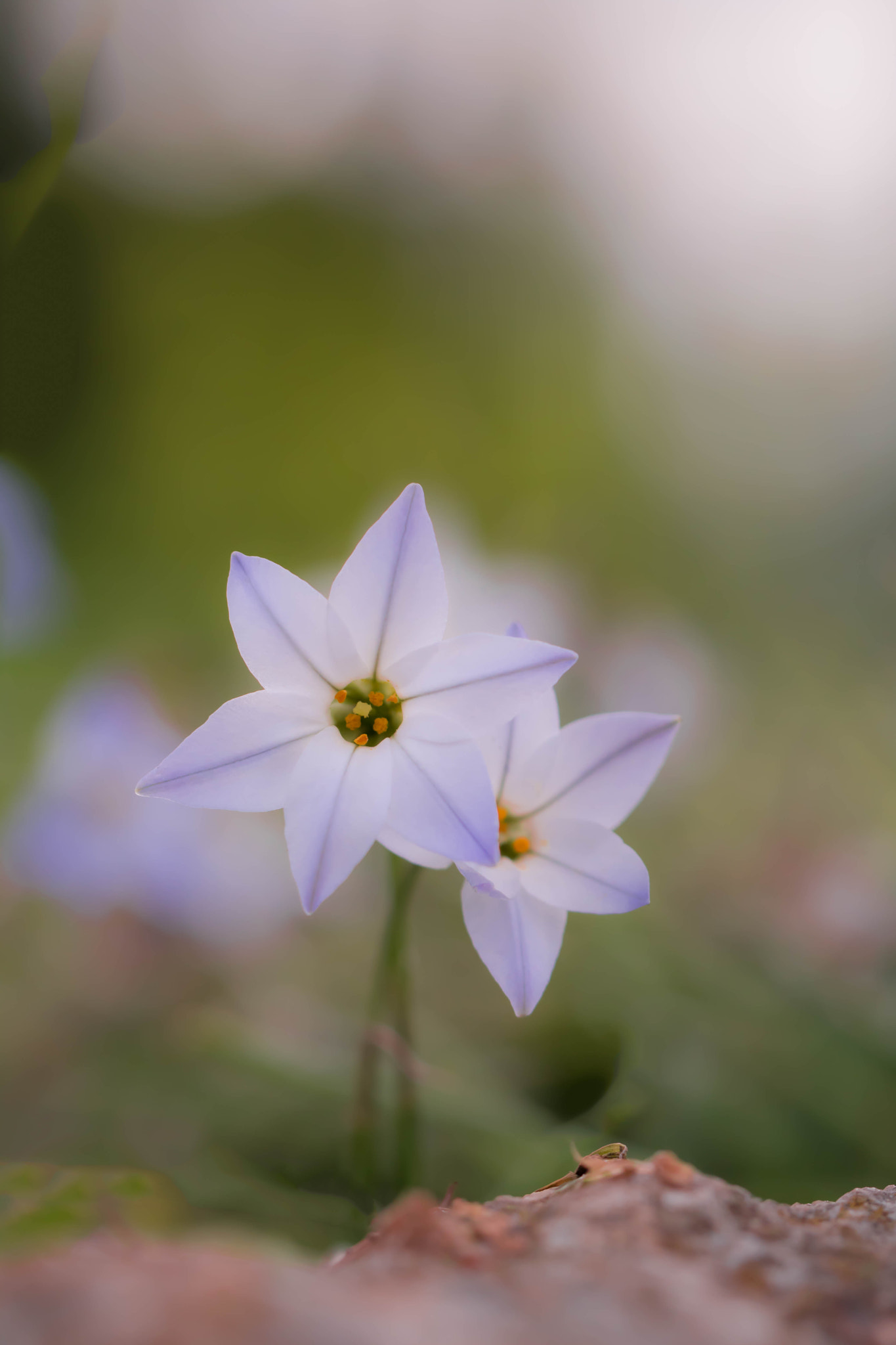 Canon EOS 760D (EOS Rebel T6s / EOS 8000D) + Canon EF 100mm F2.8L Macro IS USM sample photo. Two little stars photography