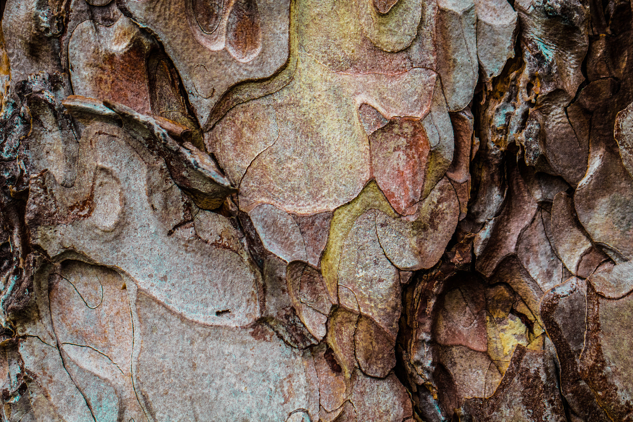 Canon EOS 760D (EOS Rebel T6s / EOS 8000D) + Canon EF 100mm F2.8L Macro IS USM sample photo. Wood art photography