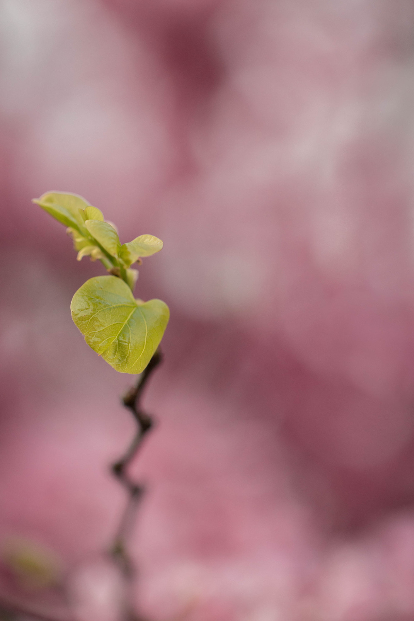 Canon EOS 760D (EOS Rebel T6s / EOS 8000D) + Canon EF 100mm F2.8L Macro IS USM sample photo. Young sprout photography