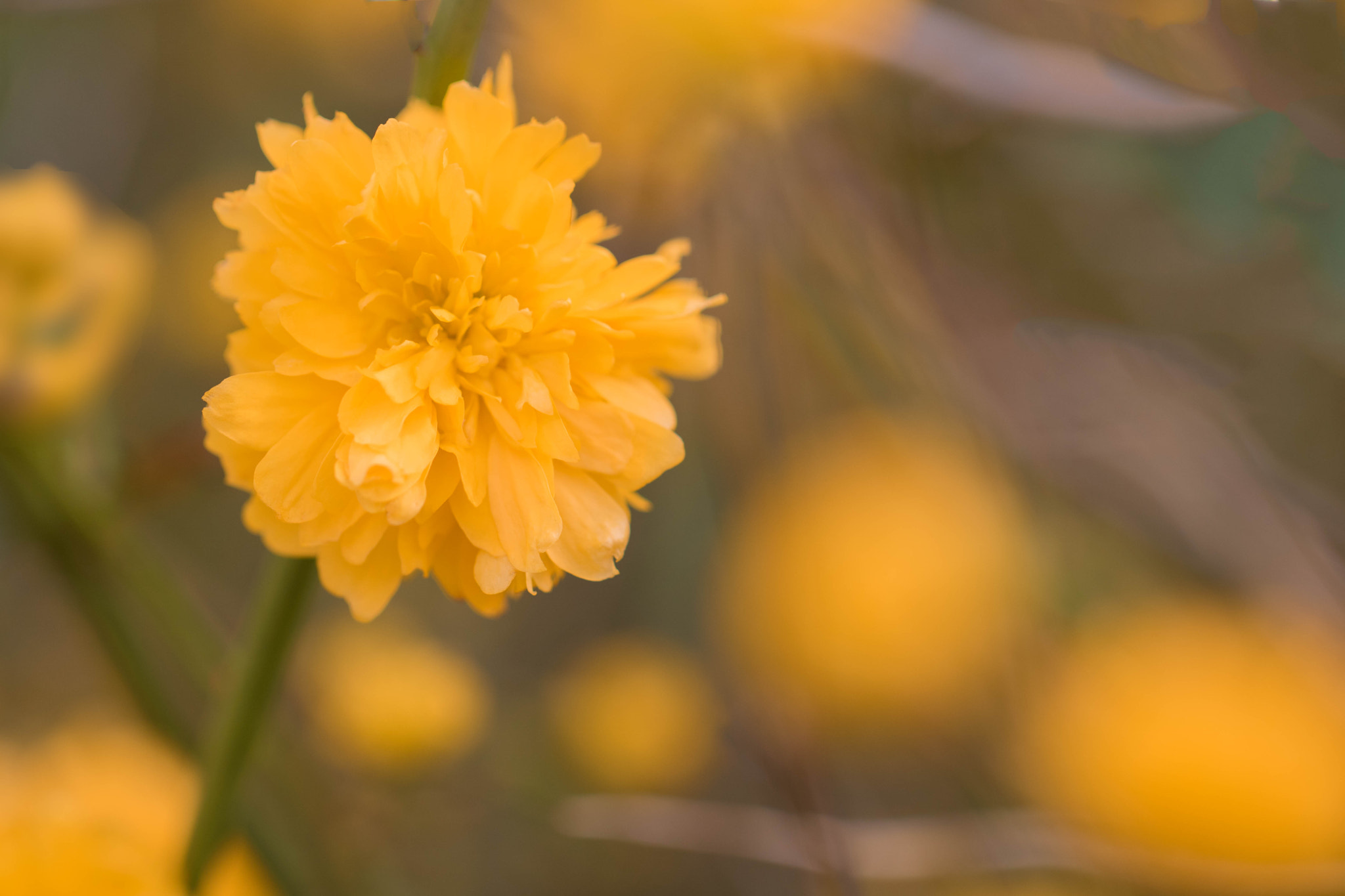 Canon EOS 760D (EOS Rebel T6s / EOS 8000D) + Canon EF 100mm F2.8L Macro IS USM sample photo. Yellow like the sun photography