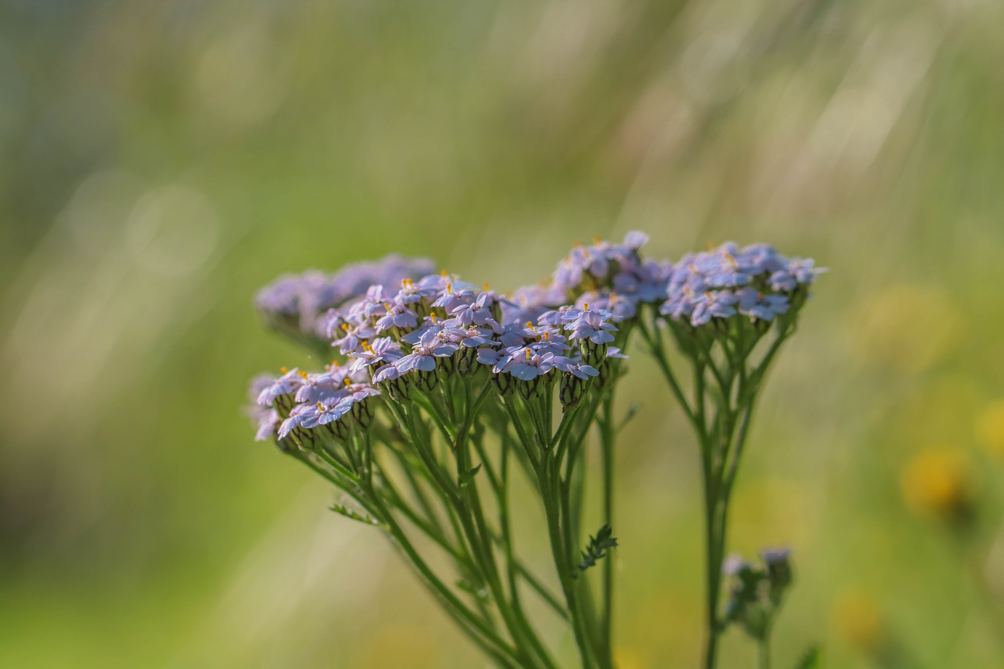 Canon EOS 760D (EOS Rebel T6s / EOS 8000D) + Canon EF 100mm F2.8L Macro IS USM sample photo. Wild beauty photography