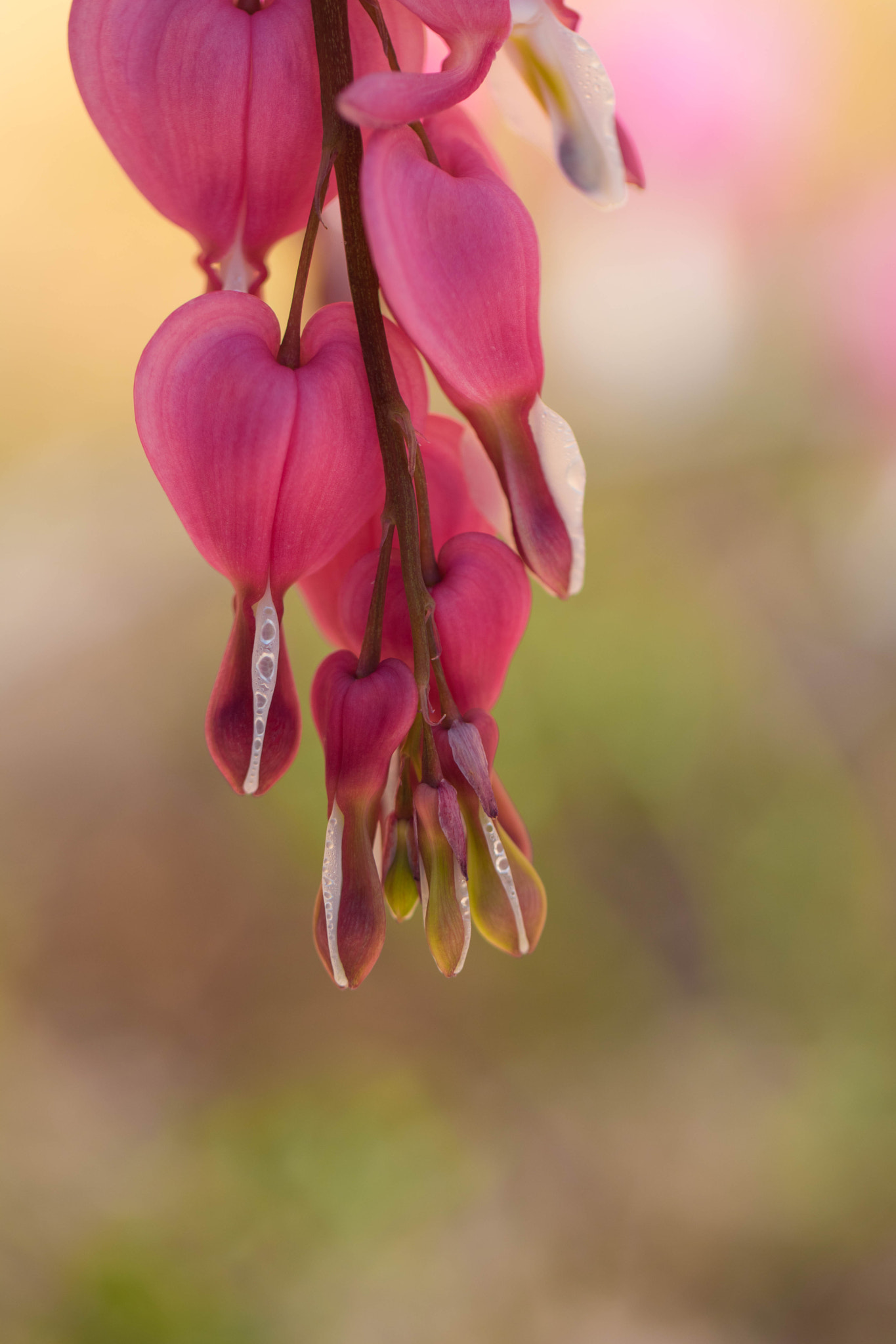 Canon EOS 760D (EOS Rebel T6s / EOS 8000D) + Canon EF 100mm F2.8L Macro IS USM sample photo. Floral pendants photography