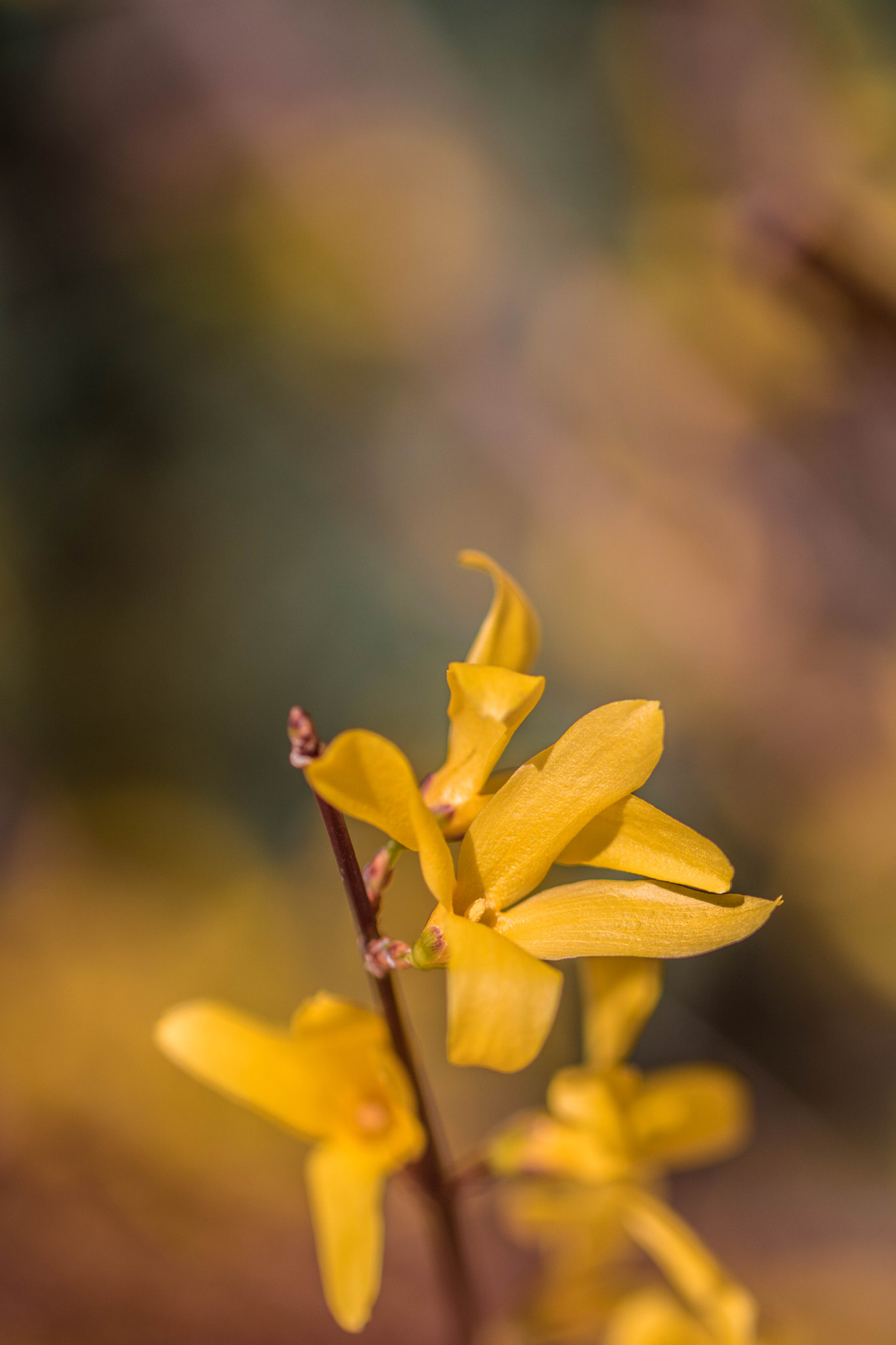 Canon EOS 760D (EOS Rebel T6s / EOS 8000D) + Canon EF 100mm F2.8L Macro IS USM sample photo. Joyful yellow photography