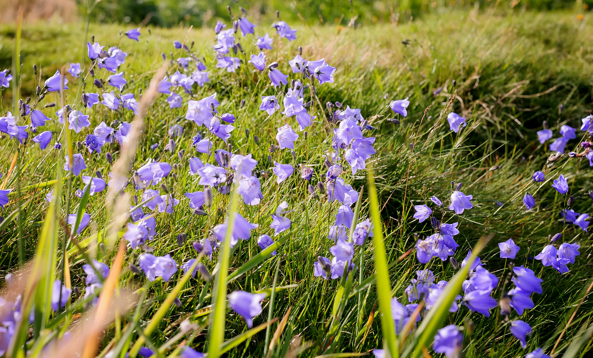 Nikon D3 sample photo. Scottish harebells photography