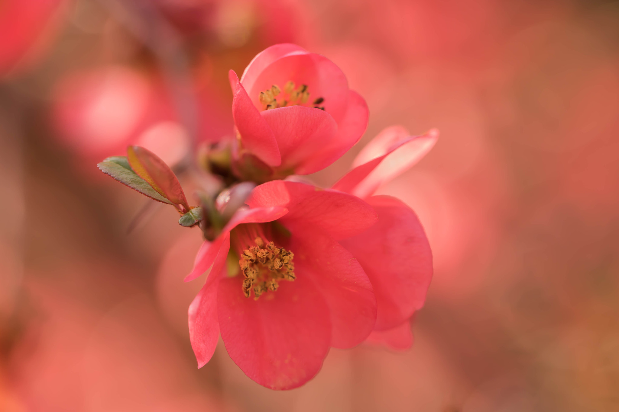 Canon EOS 760D (EOS Rebel T6s / EOS 8000D) + Canon EF 100mm F2.8L Macro IS USM sample photo. Life in pink photography